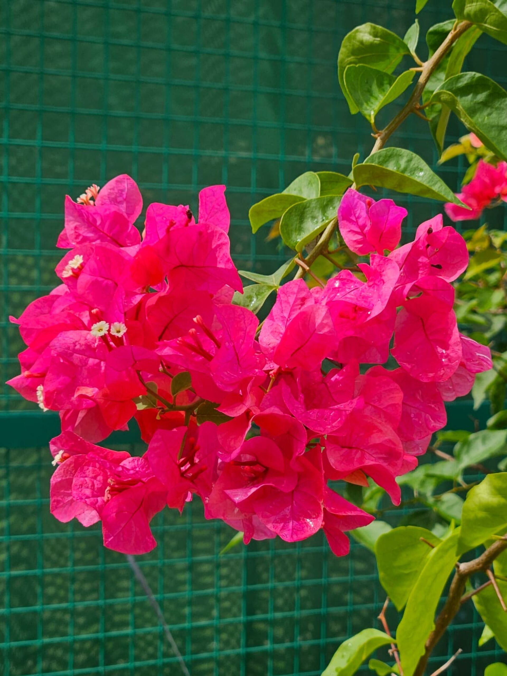 https://www.fa.gov.hk/葉子花(簕杜鵑)