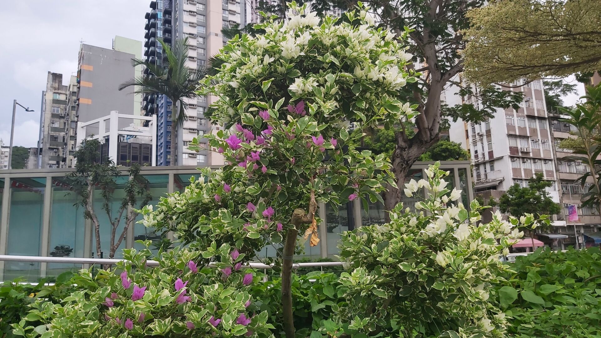 https://www.fa.gov.hk/葉子花(簕杜鵑)