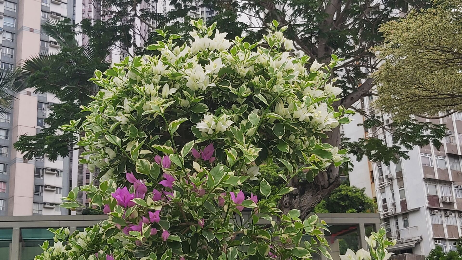 https://www.fa.gov.hk/葉子花(簕杜鵑)