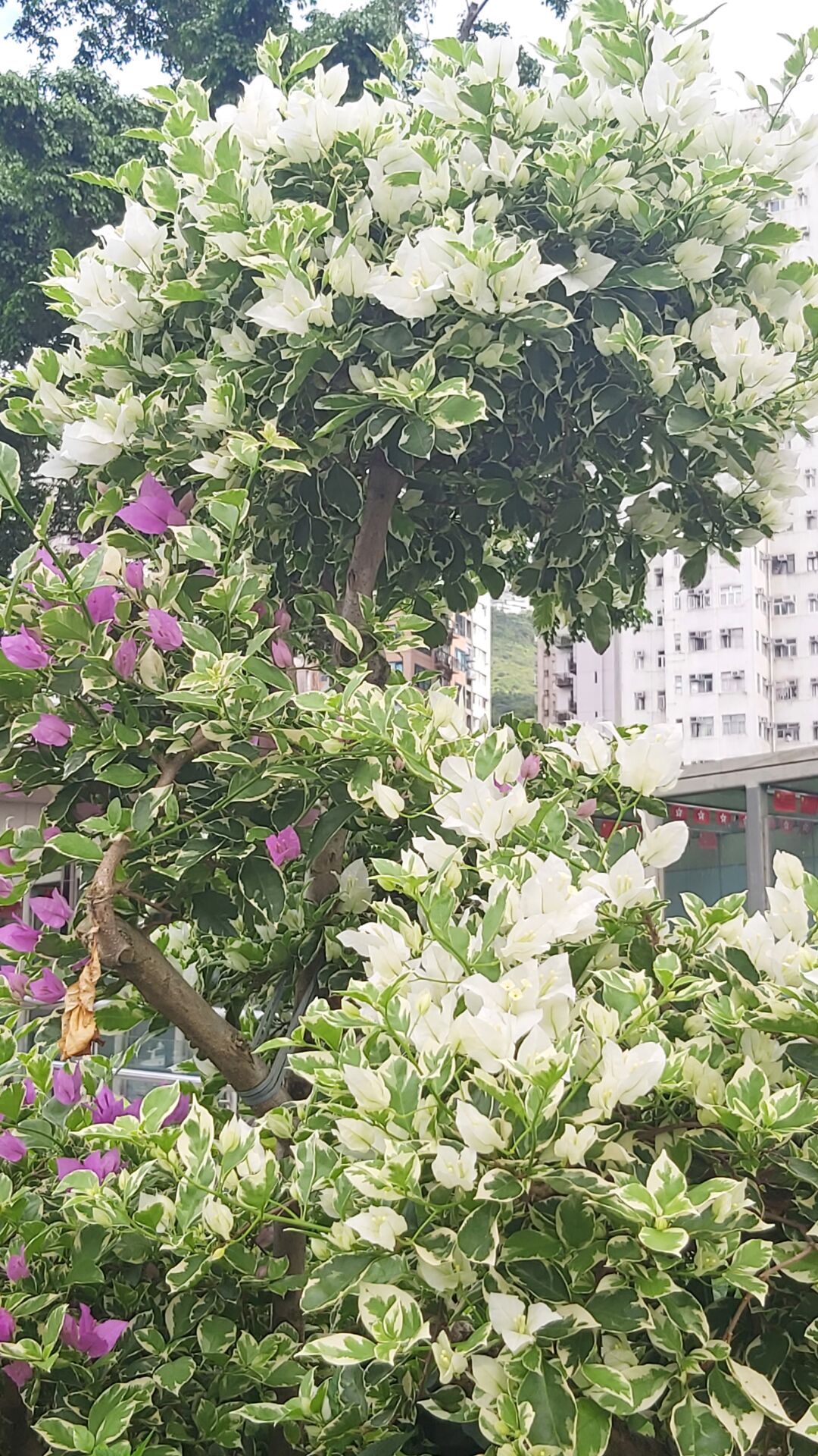 https://www.fa.gov.hk/葉子花(簕杜鵑)