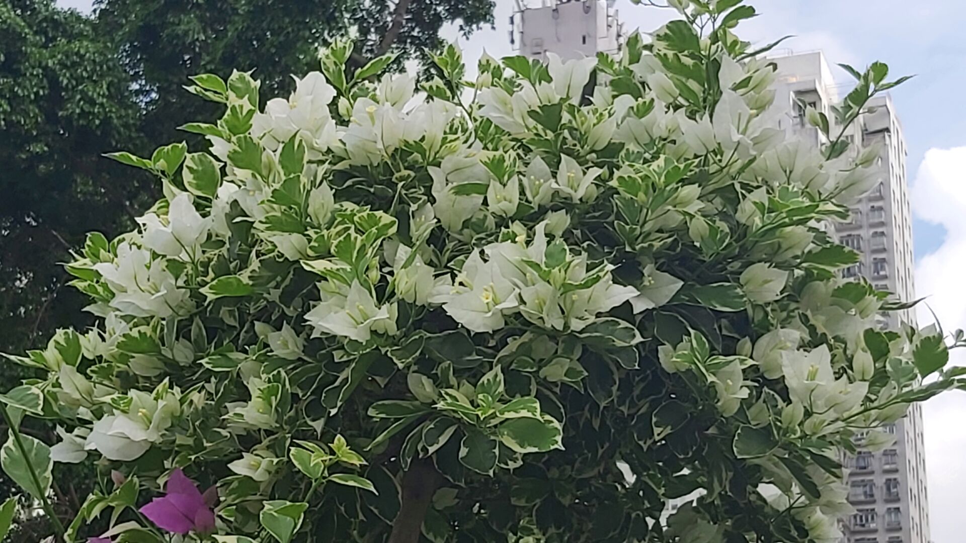 https://www.fa.gov.hk/葉子花(簕杜鵑)