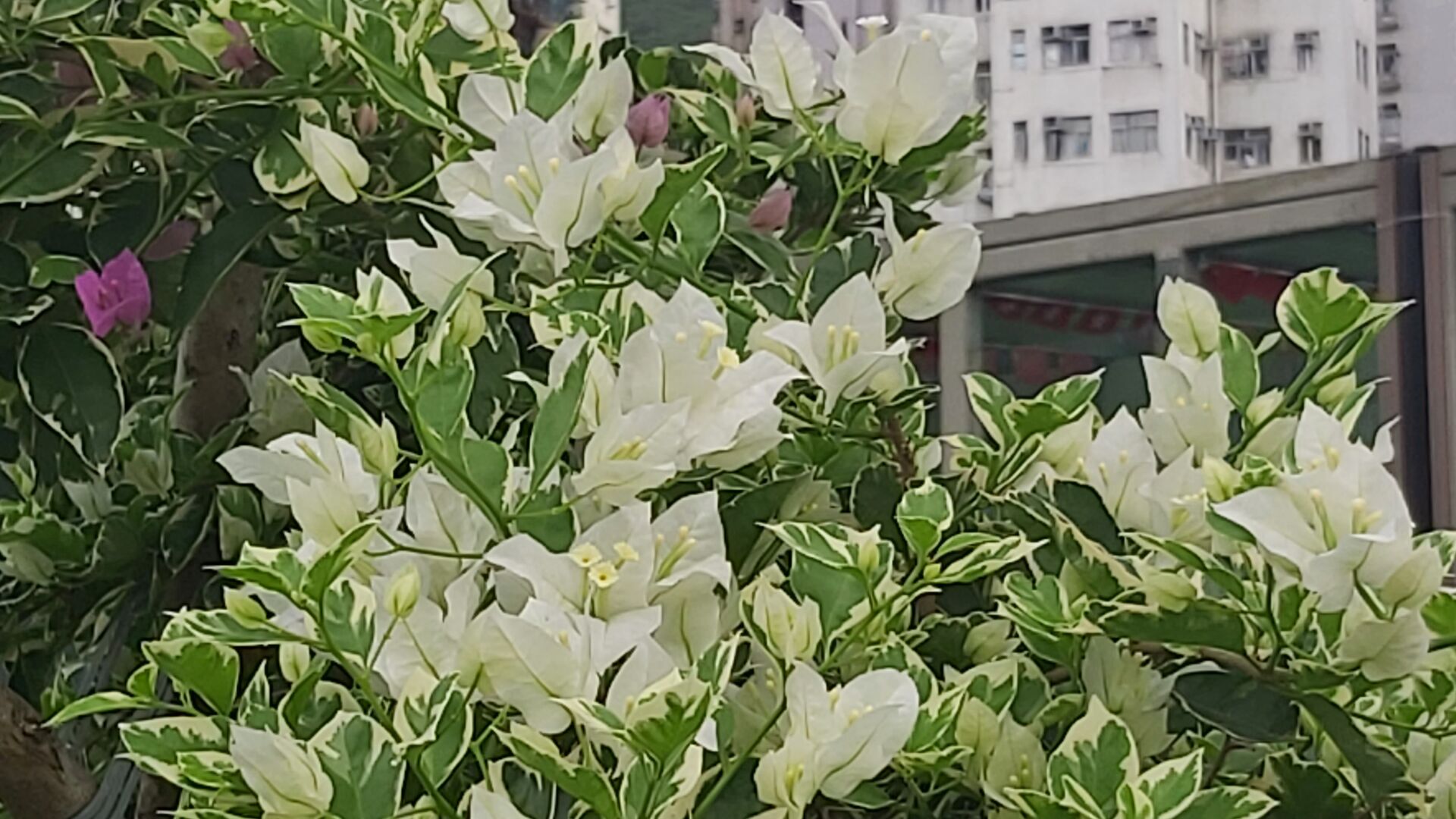 https://www.fa.gov.hk/葉子花(簕杜鵑)