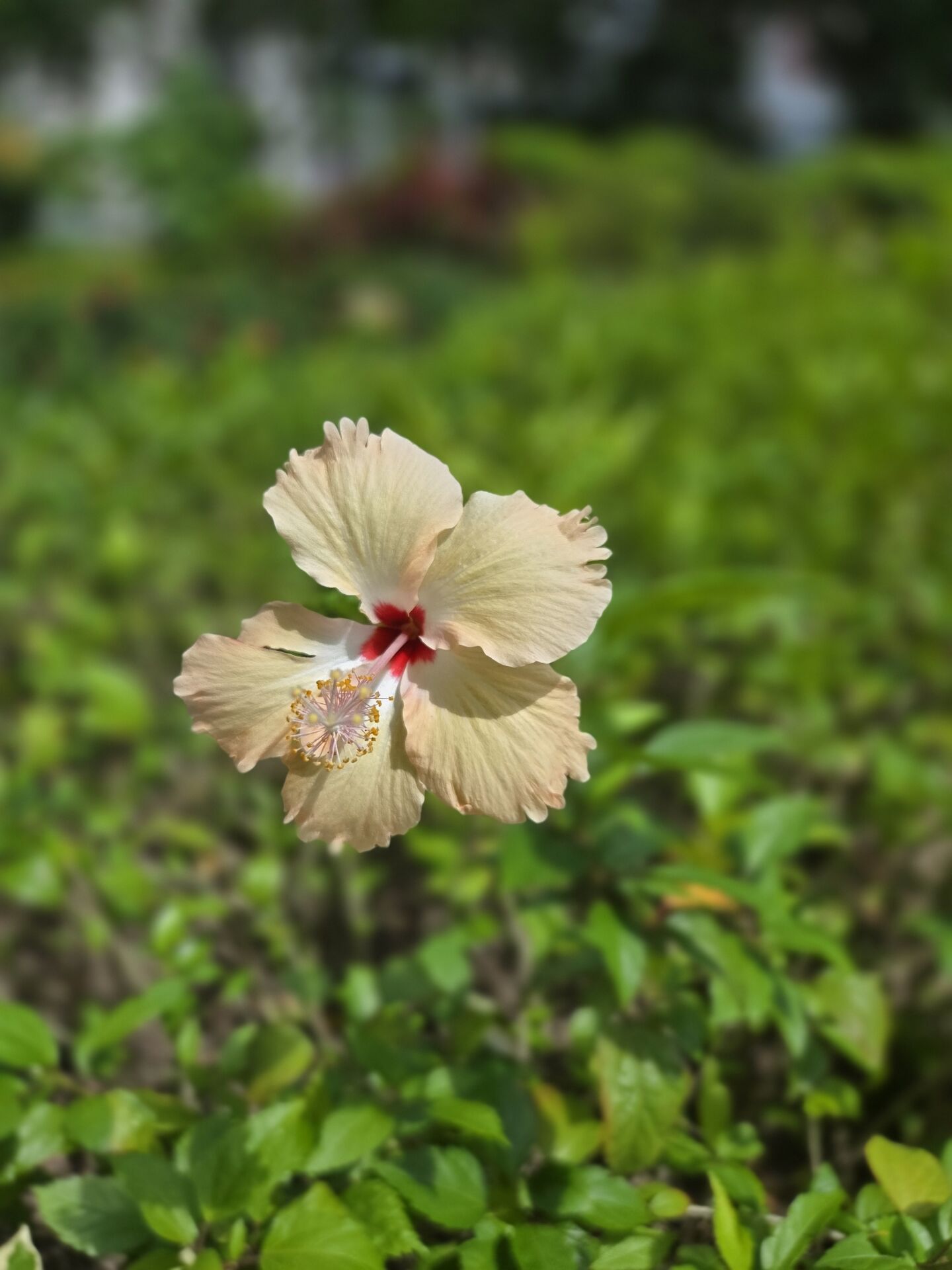 https://www.fa.gov.hk/朱槿(扶桑、大紅花)