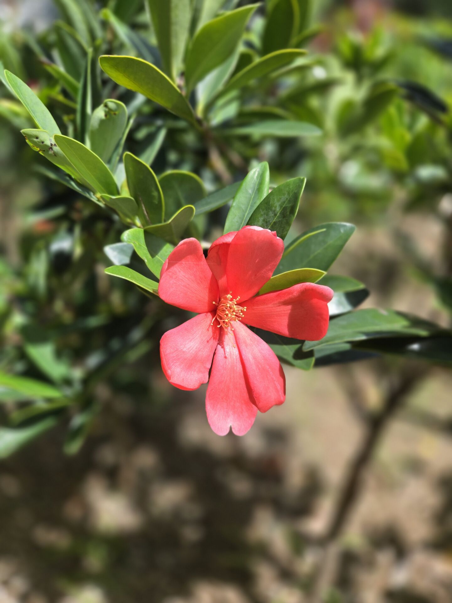 https://www.fa.gov.hk/杜鵑紅山茶