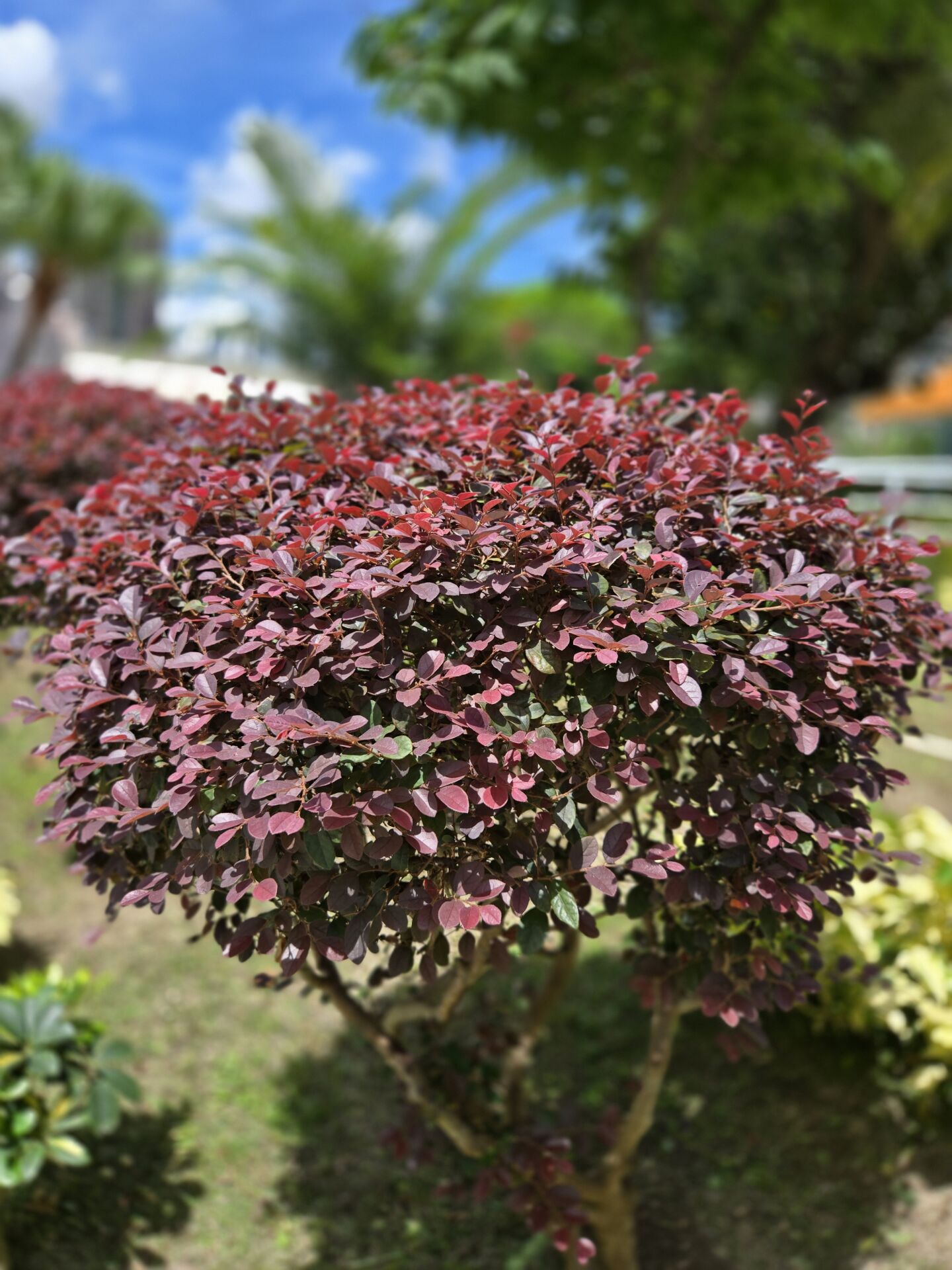 https://www.fa.gov.hk/紅花檵木紅