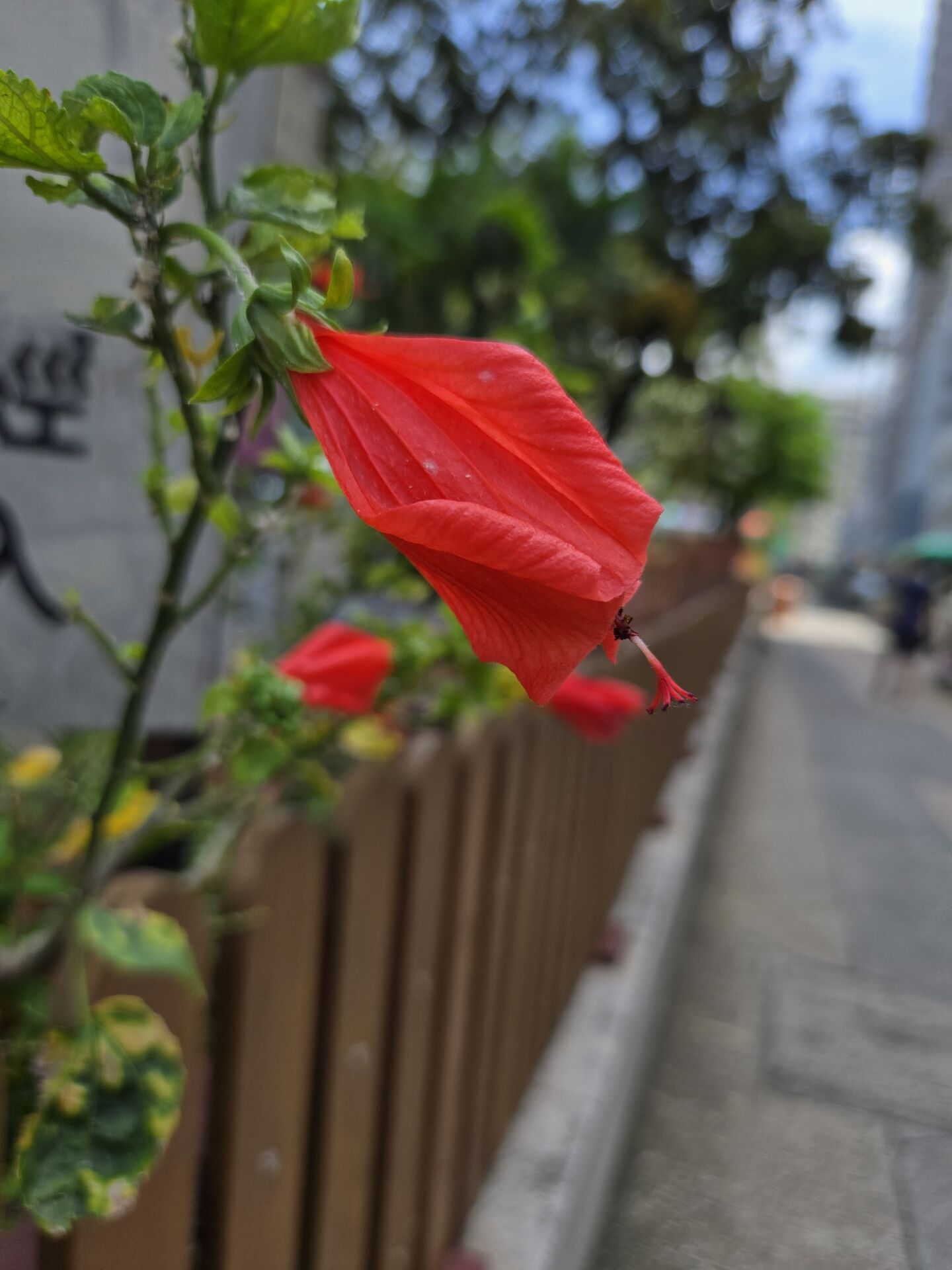 https://www.fa.gov.hk/垂花懸鈴花