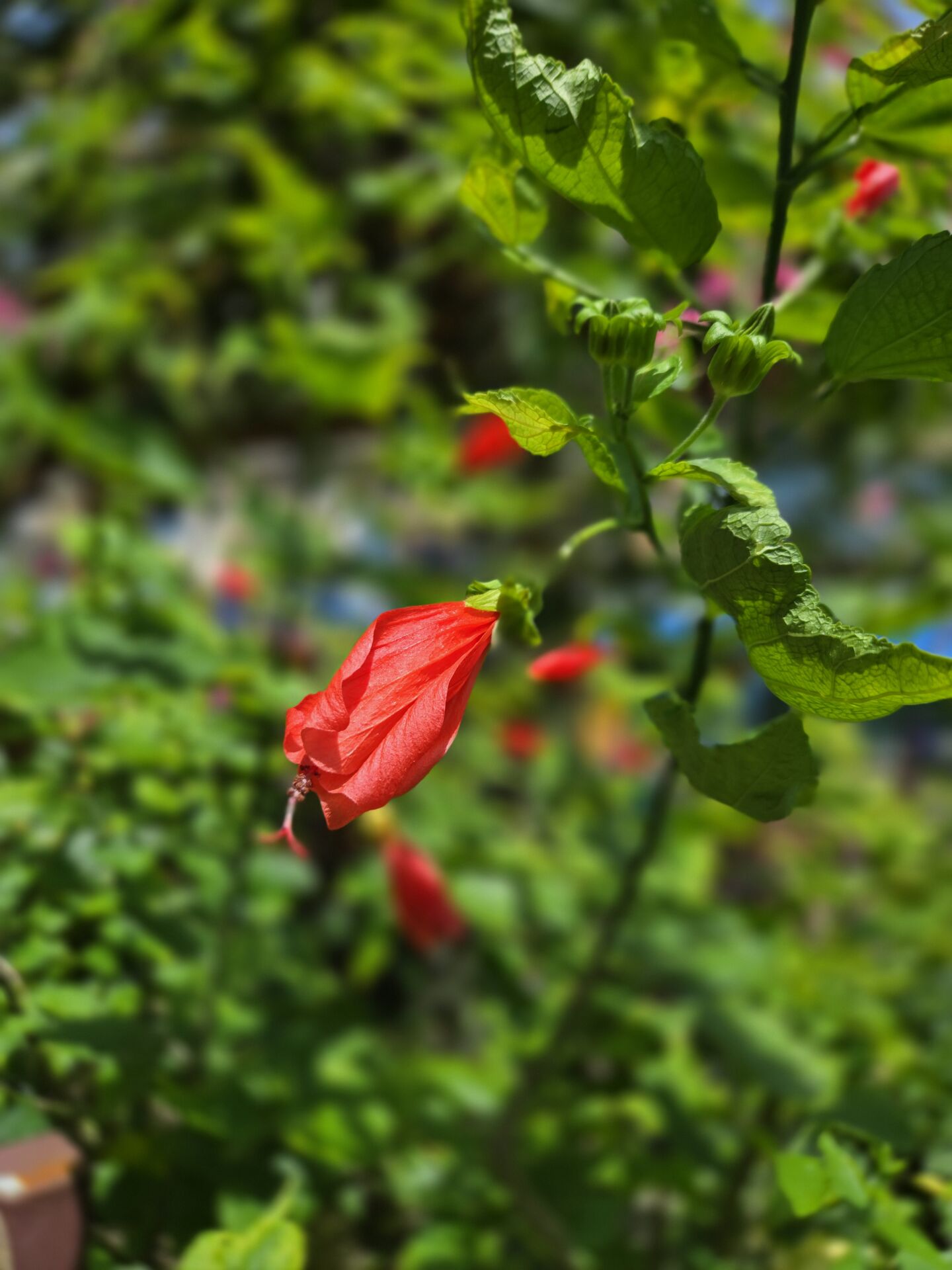 https://www.fa.gov.hk/垂花懸鈴花