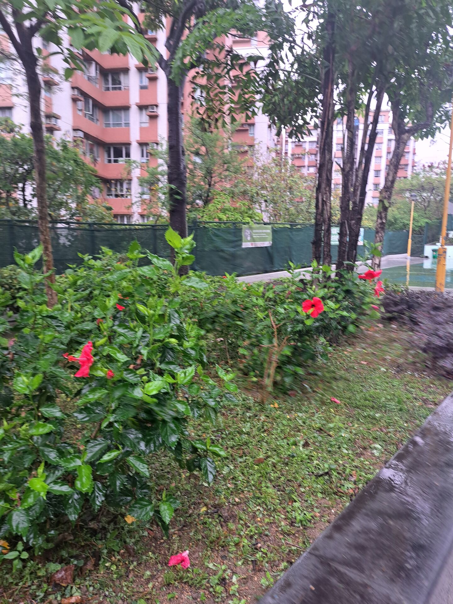 https://www.fa.gov.hk/朱槿(扶桑、大紅花)