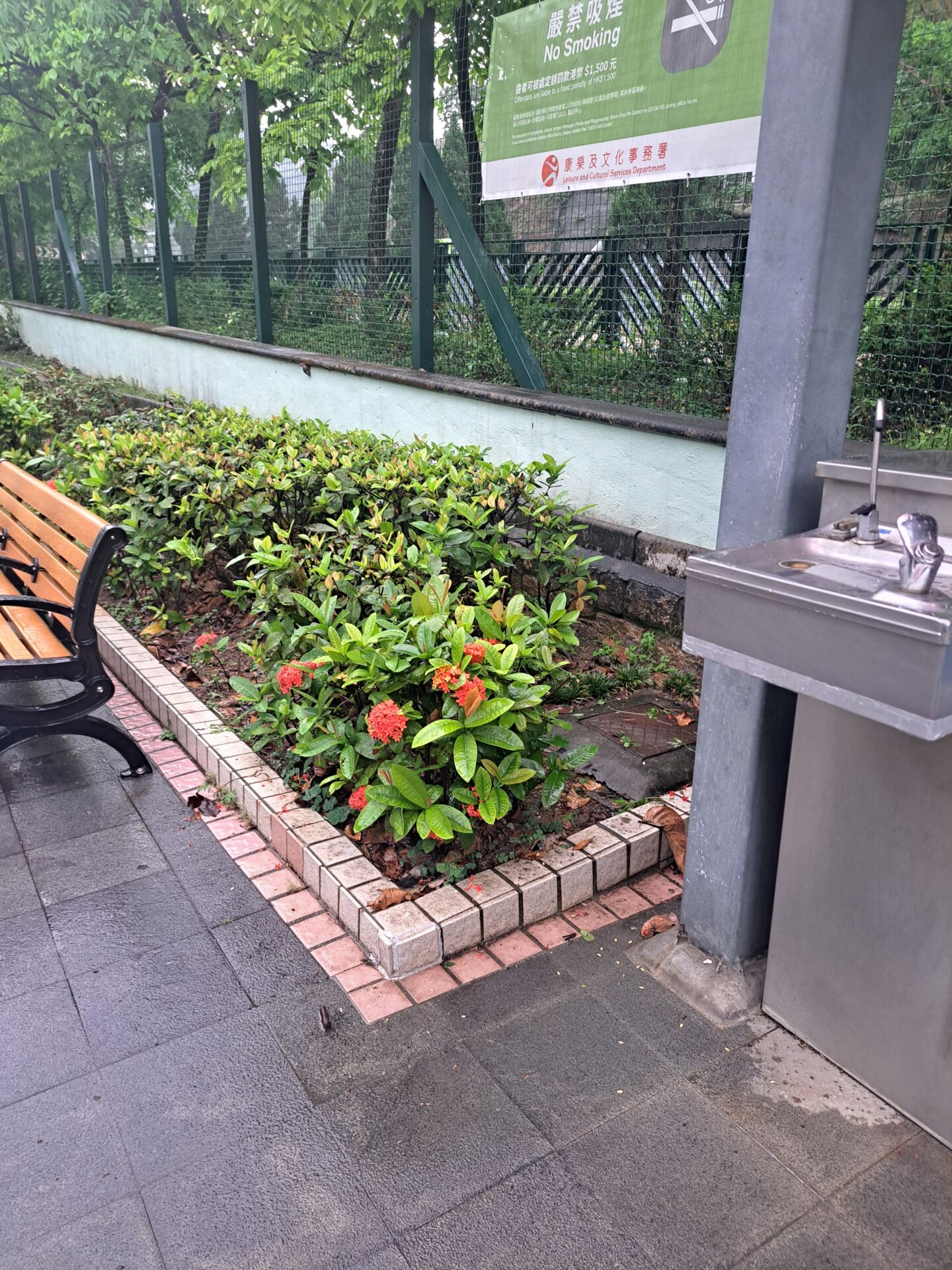https://www.fa.gov.hk/龍船花