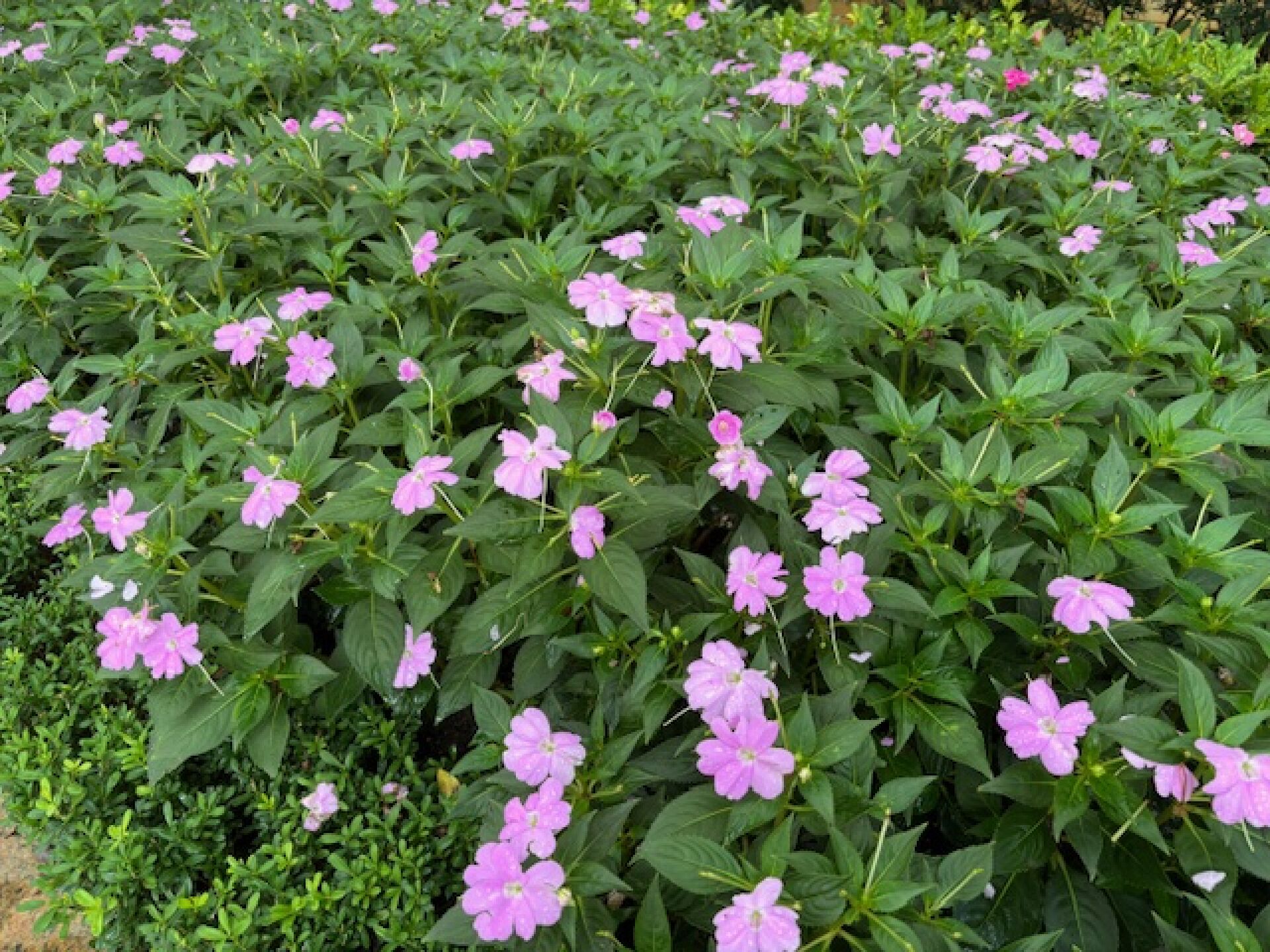 https://www.fa.gov.hk/鳳仙花