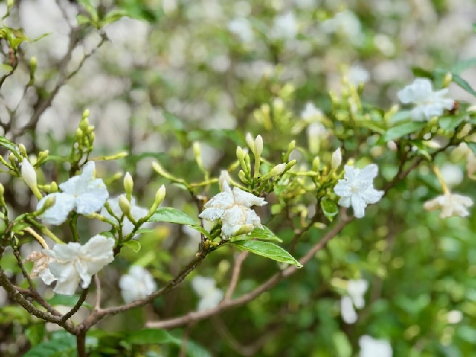 https://www.fa.gov.hk/狗牙花