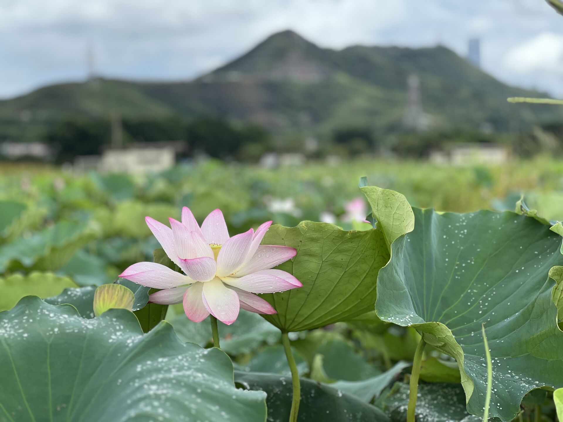 https://www.fa.gov.hk/荷花