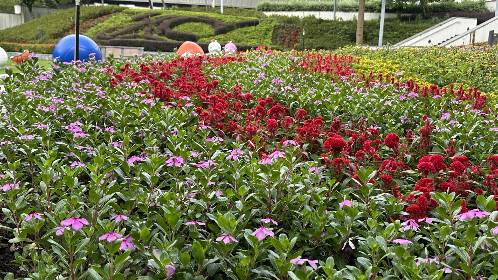 https://www.fa.gov.hk/長春花, 雞冠花
