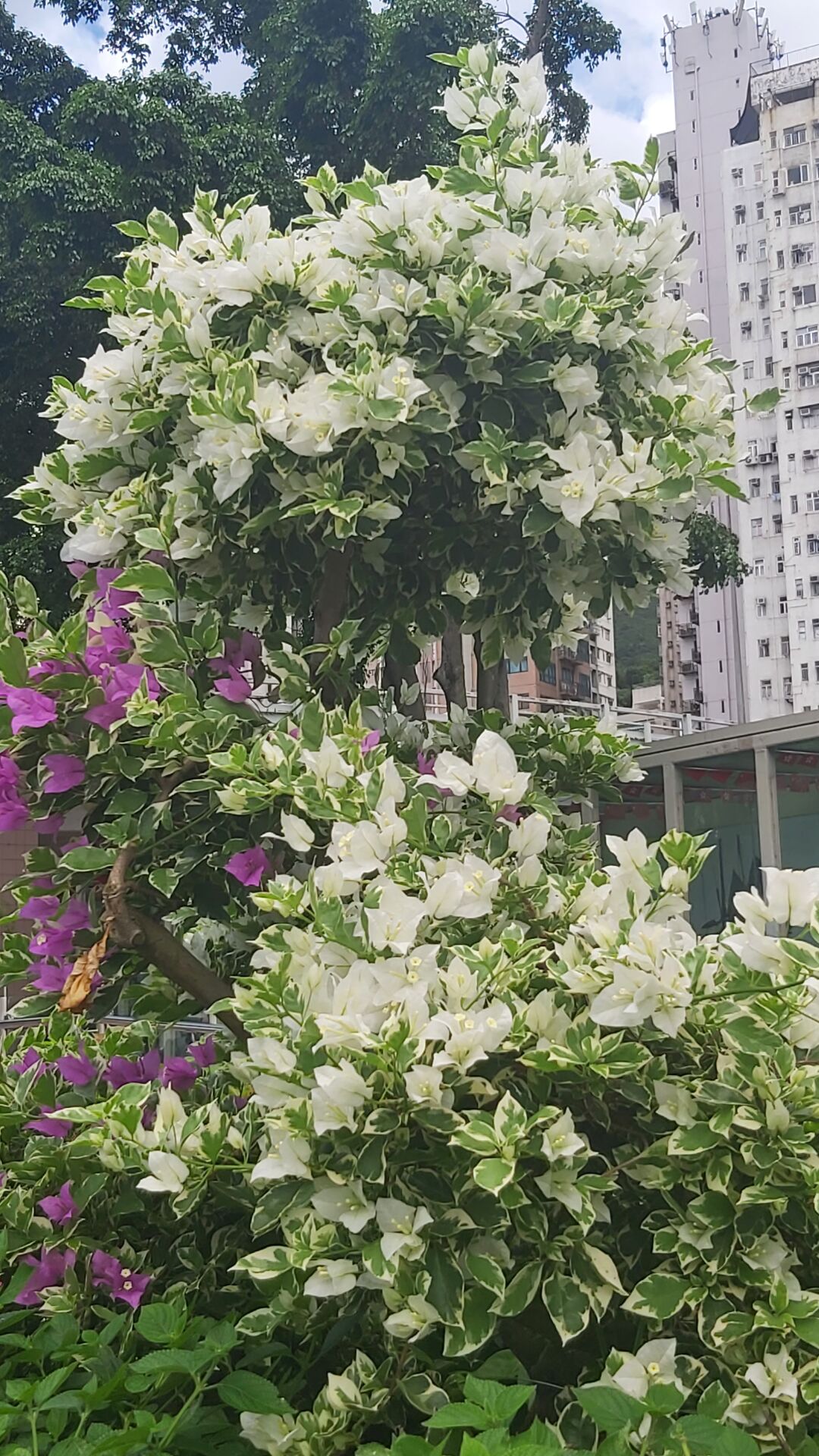 https://www.fa.gov.hk/葉子花(簕杜鵑)
