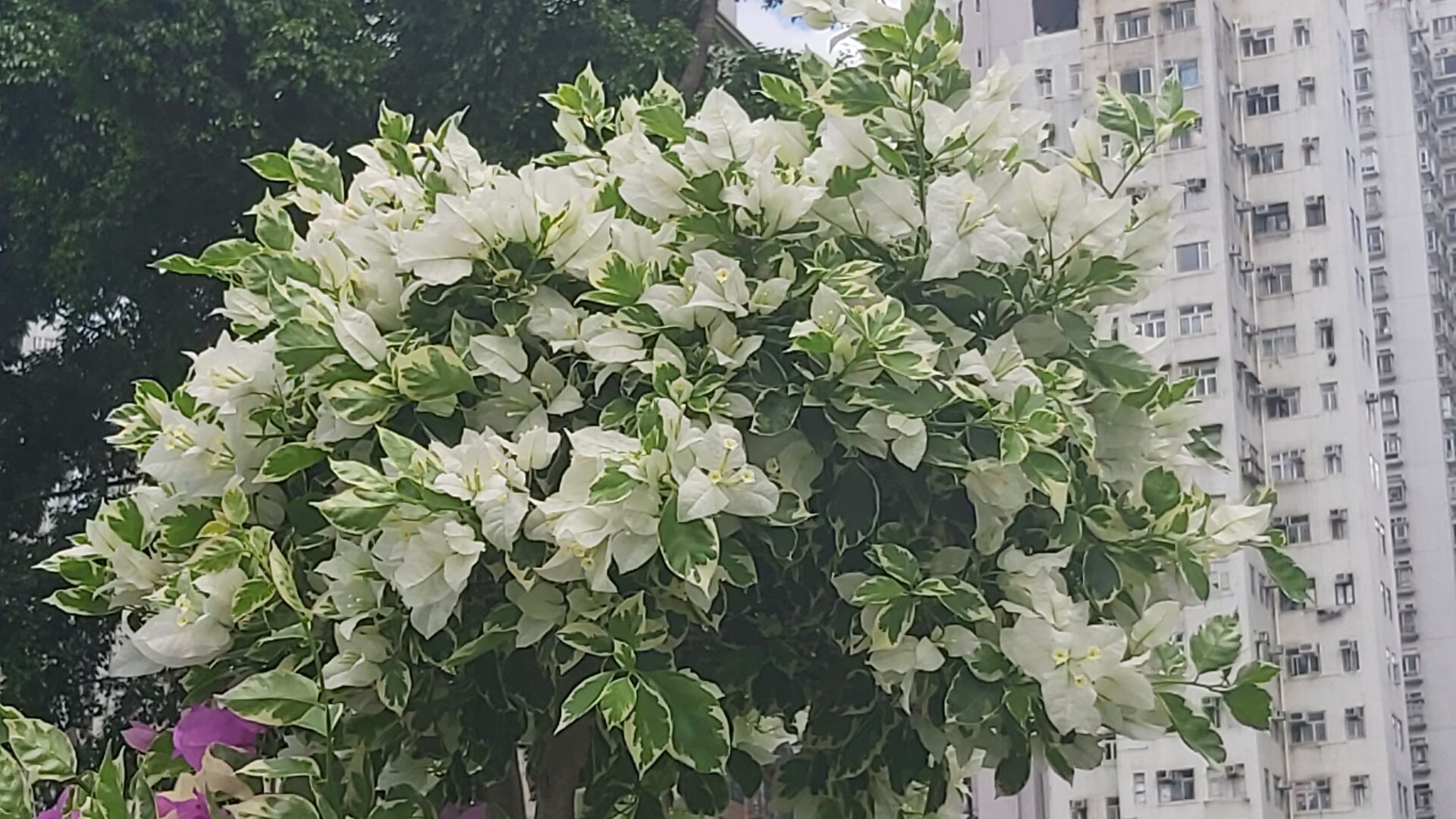 https://www.fa.gov.hk/葉子花(簕杜鵑)
