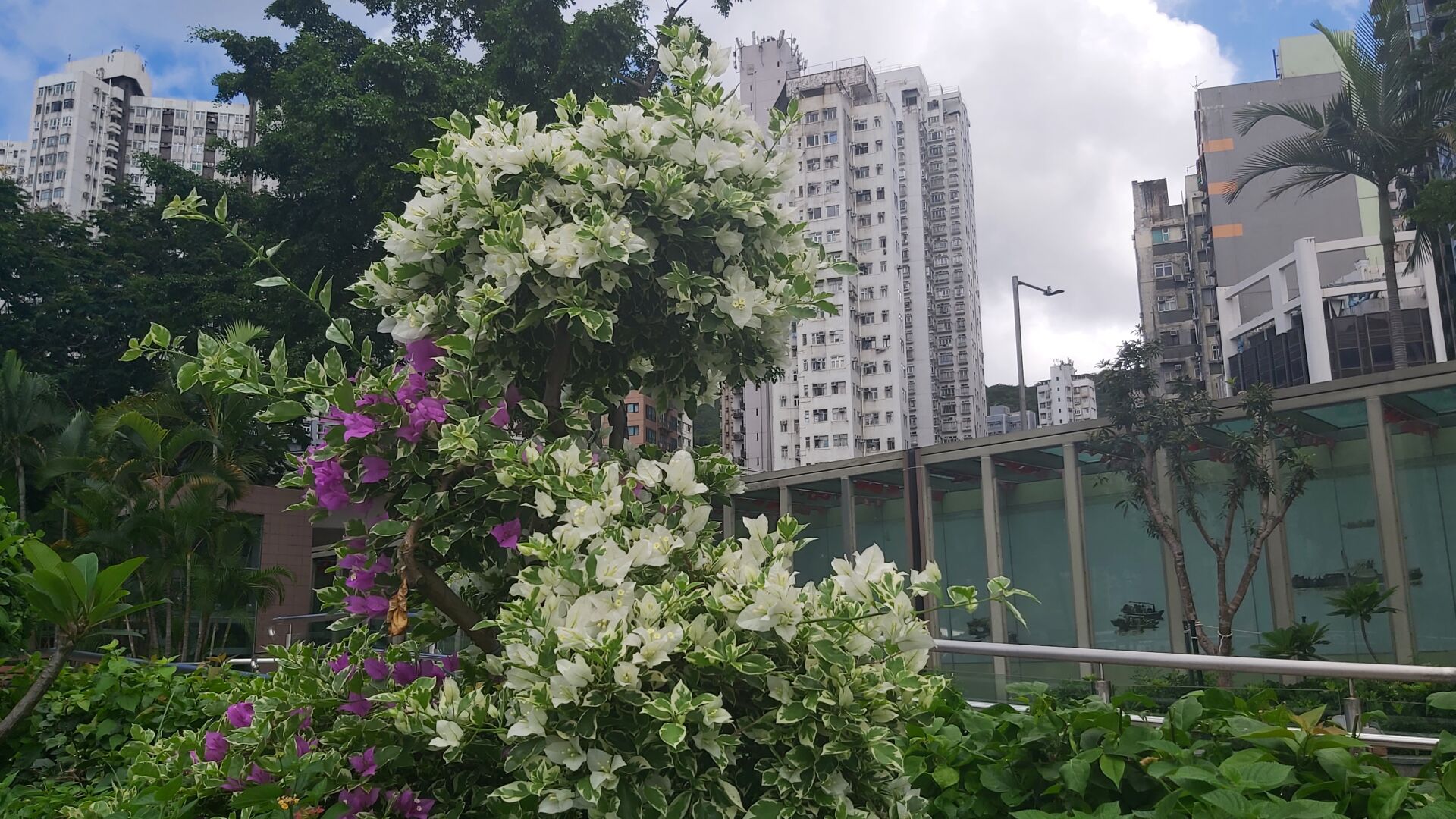 https://www.fa.gov.hk/葉子花(簕杜鵑)