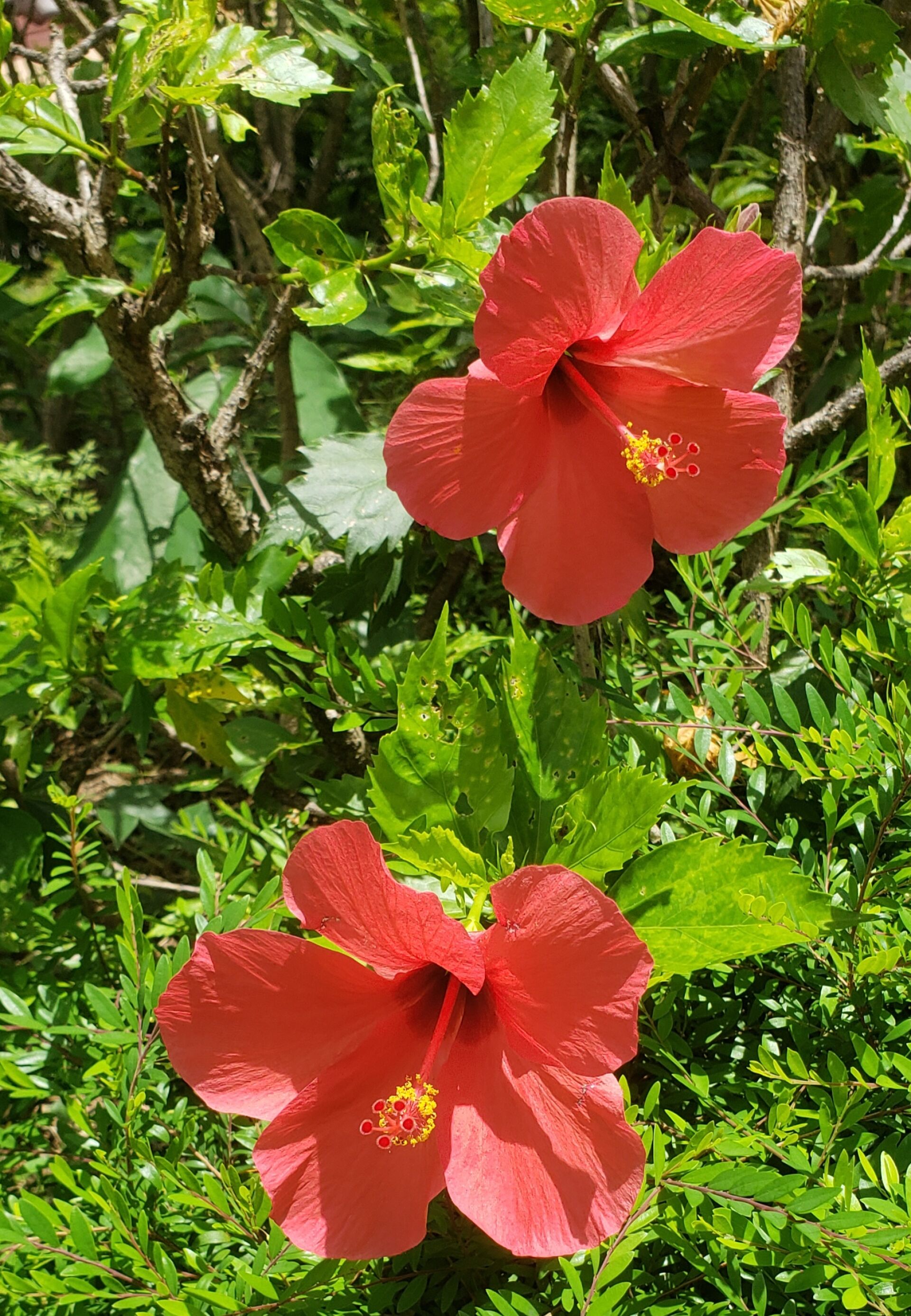 https://www.fa.gov.hk/朱槿(扶桑、大紅花)