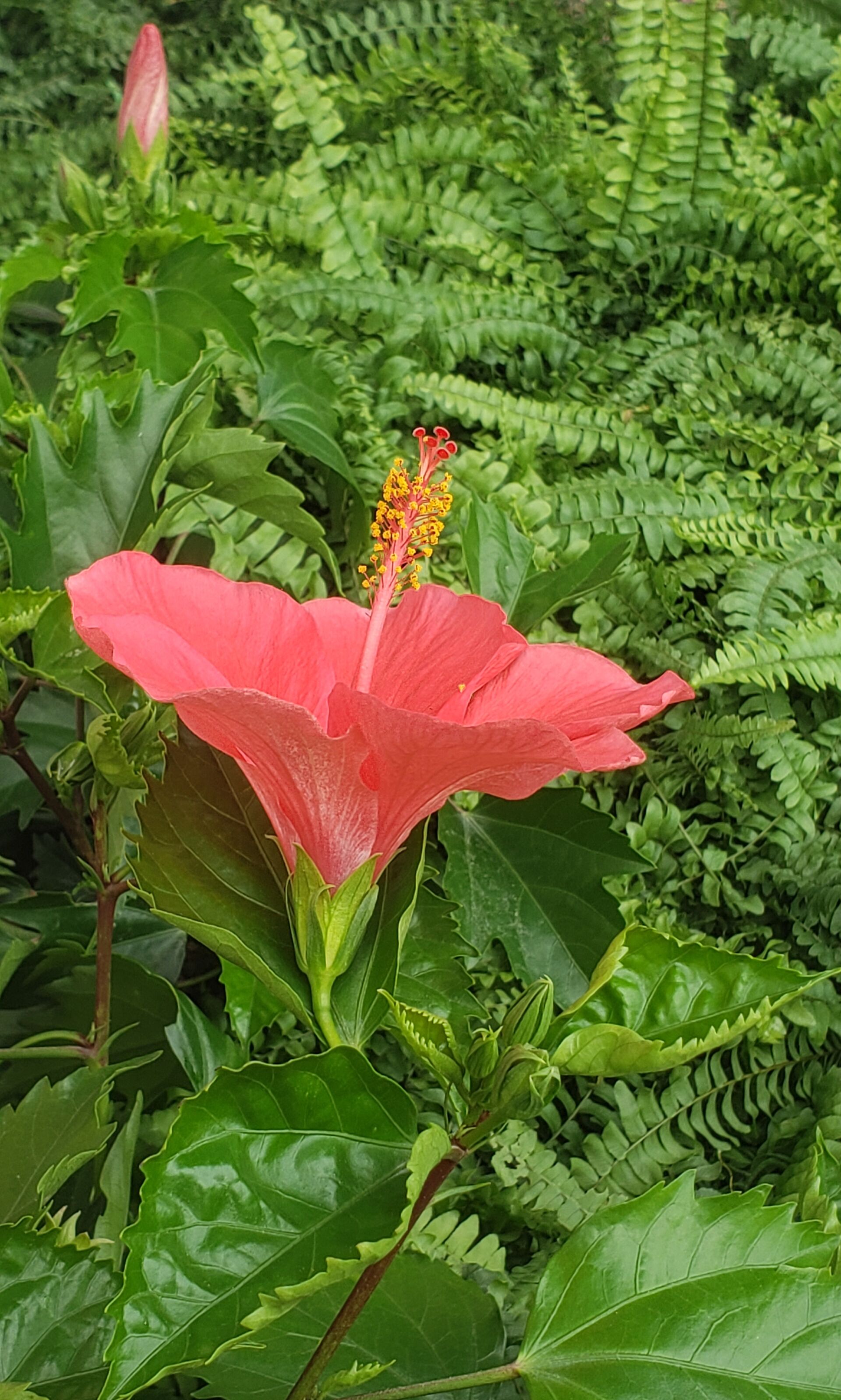 https://www.fa.gov.hk/朱槿(扶桑、大紅花)