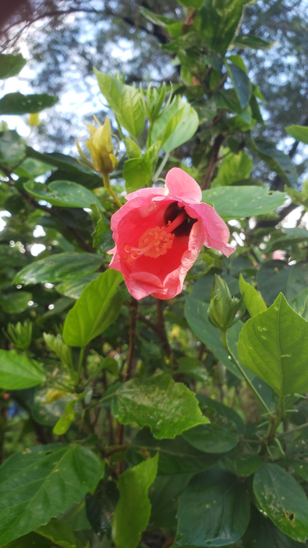 https://www.fa.gov.hk/朱槿(扶桑、大紅花)