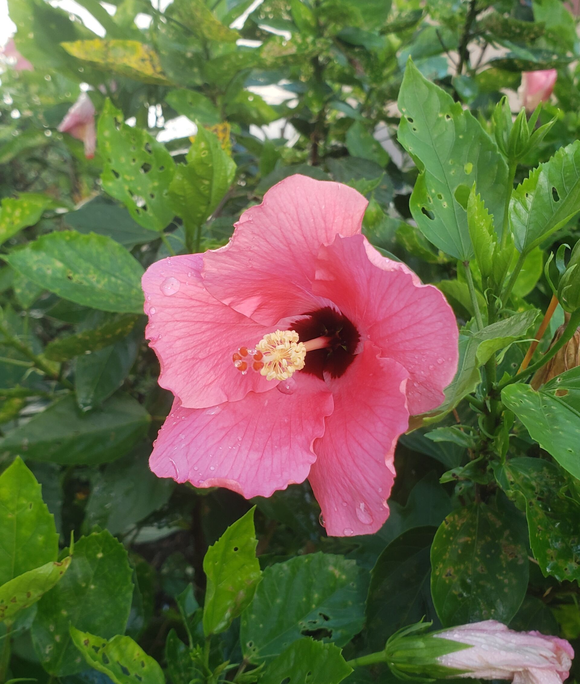 https://www.fa.gov.hk/朱槿(扶桑、大紅花)