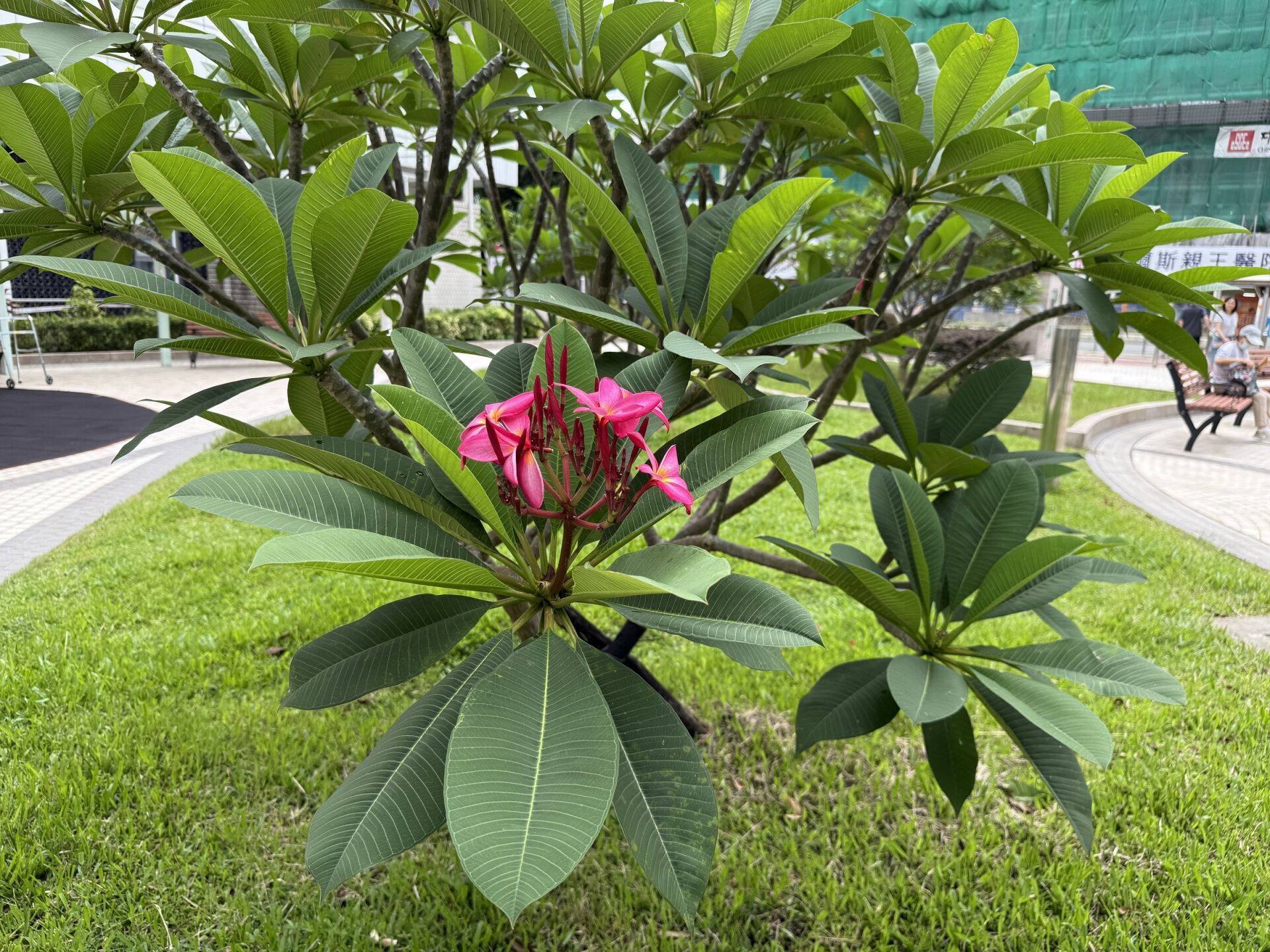 https://www.fa.gov.hk/紅雞蛋花
