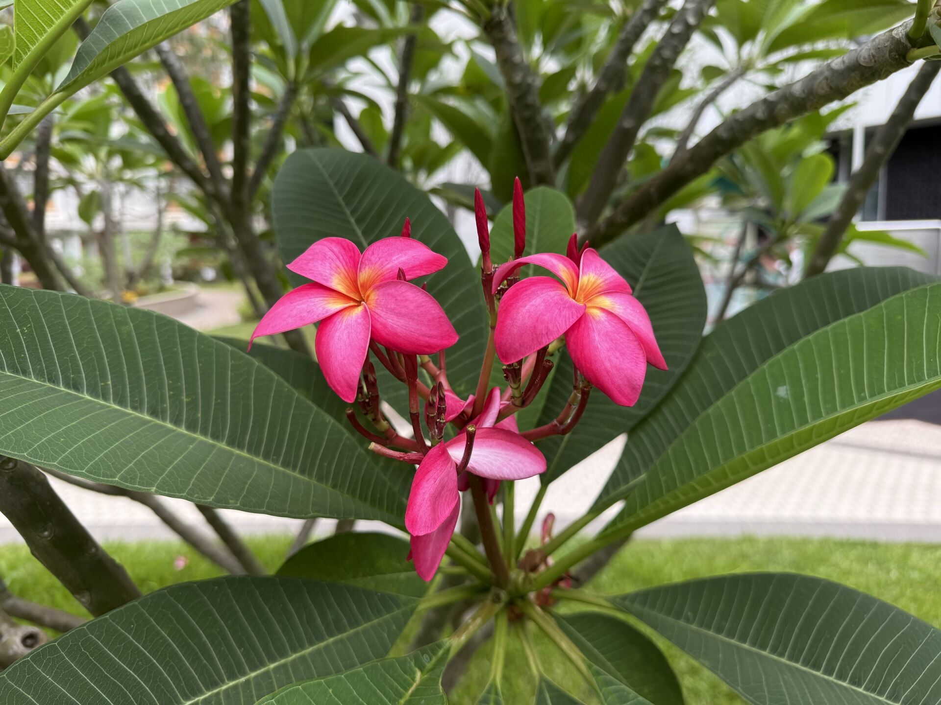 https://www.fa.gov.hk/紅雞蛋花
