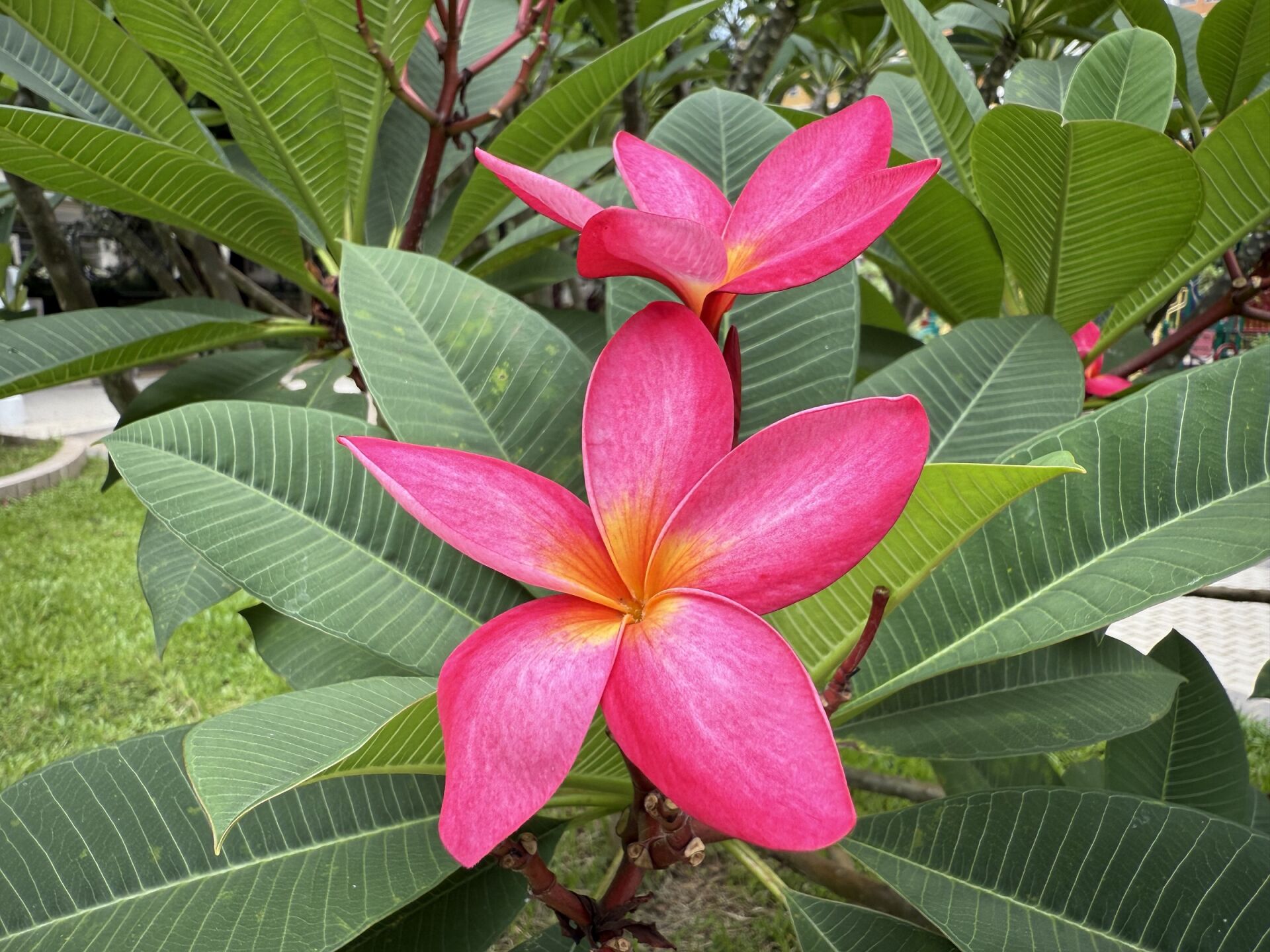 https://www.fa.gov.hk/紅雞蛋花