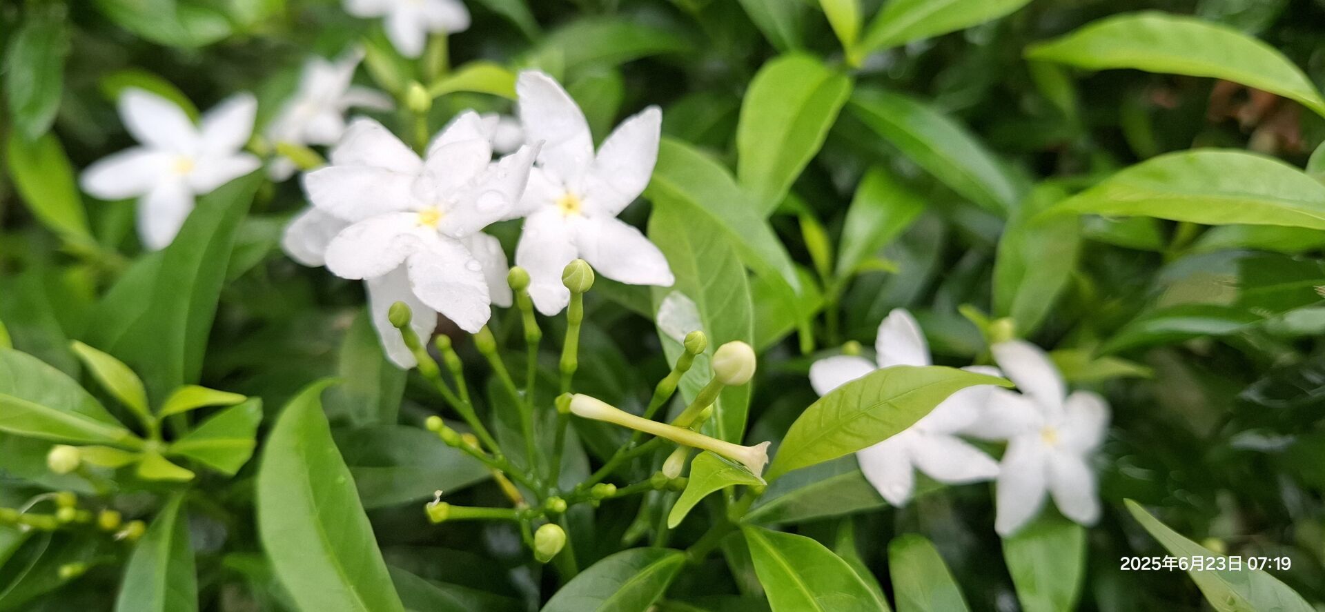 https://www.fa.gov.hk/細葉狗牙花