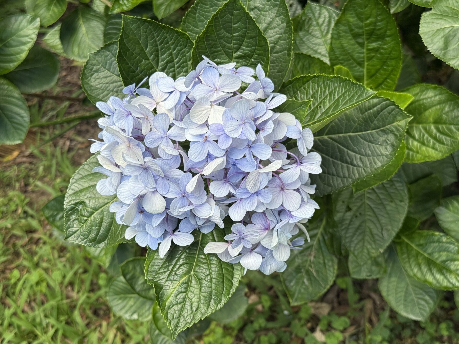 https://www.fa.gov.hk/繡球花
