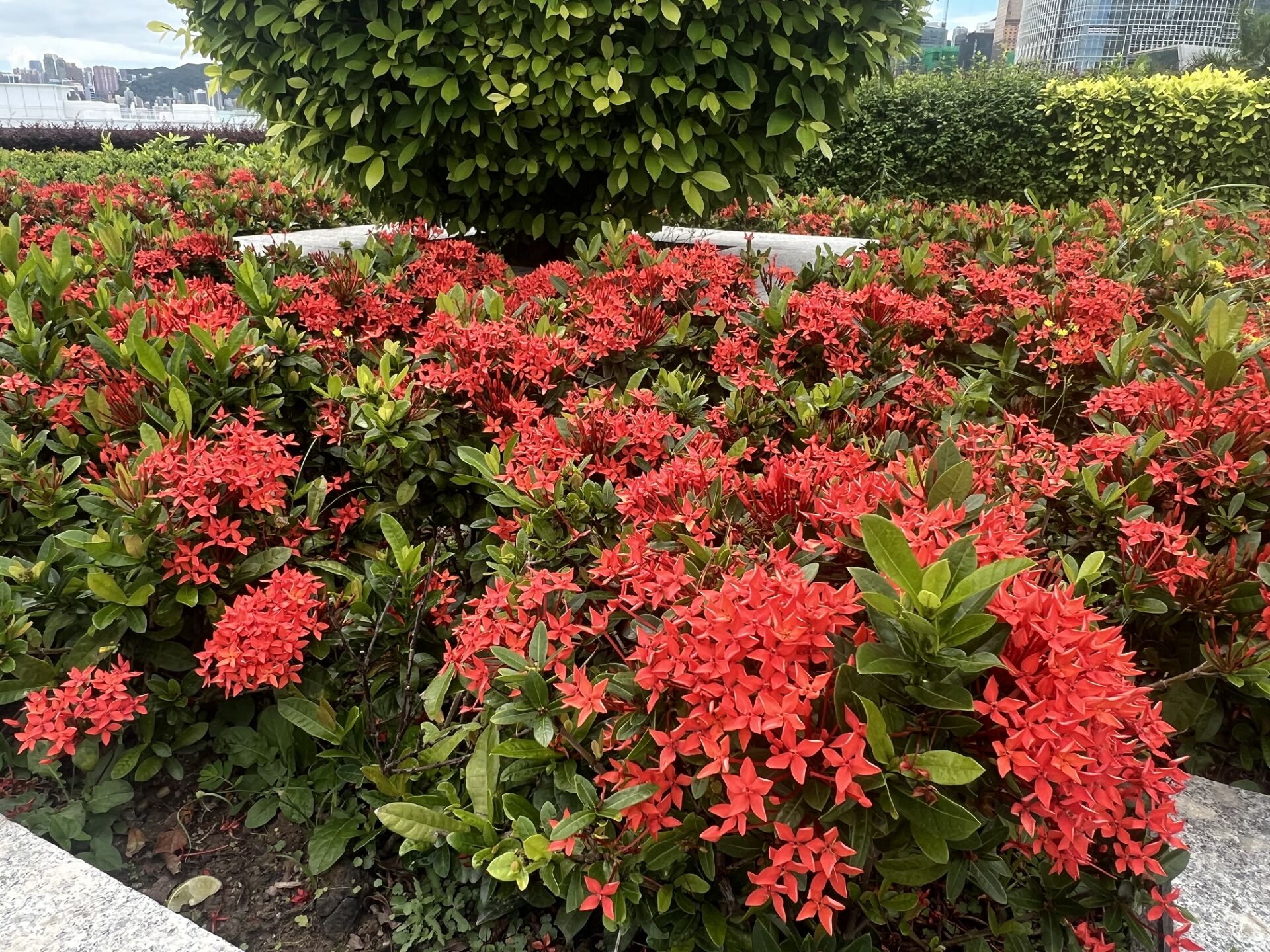 https://www.fa.gov.hk/細葉龍船花