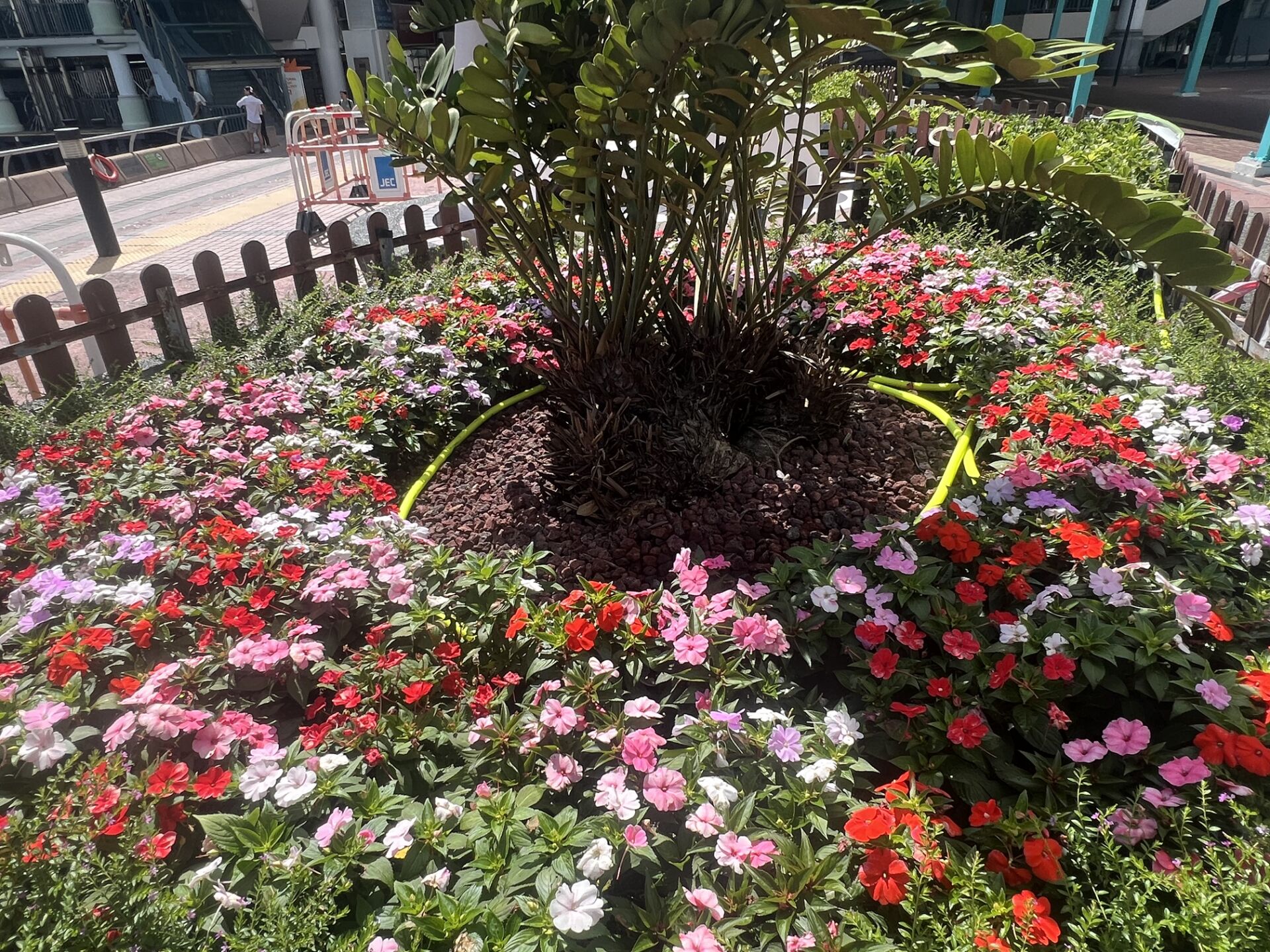 https://www.fa.gov.hk/桑蓓斯鳳仙花