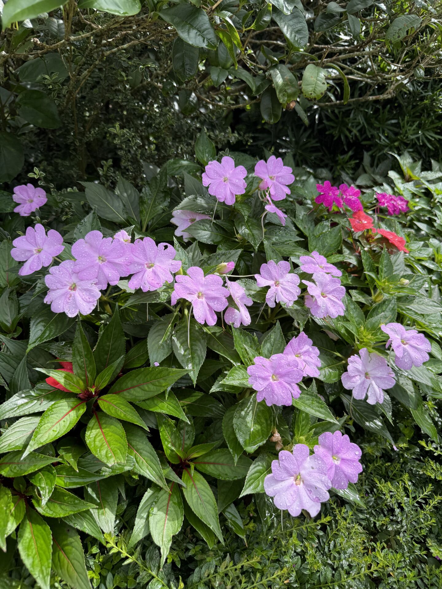 https://www.fa.gov.hk/桑蓓斯鳳仙花
