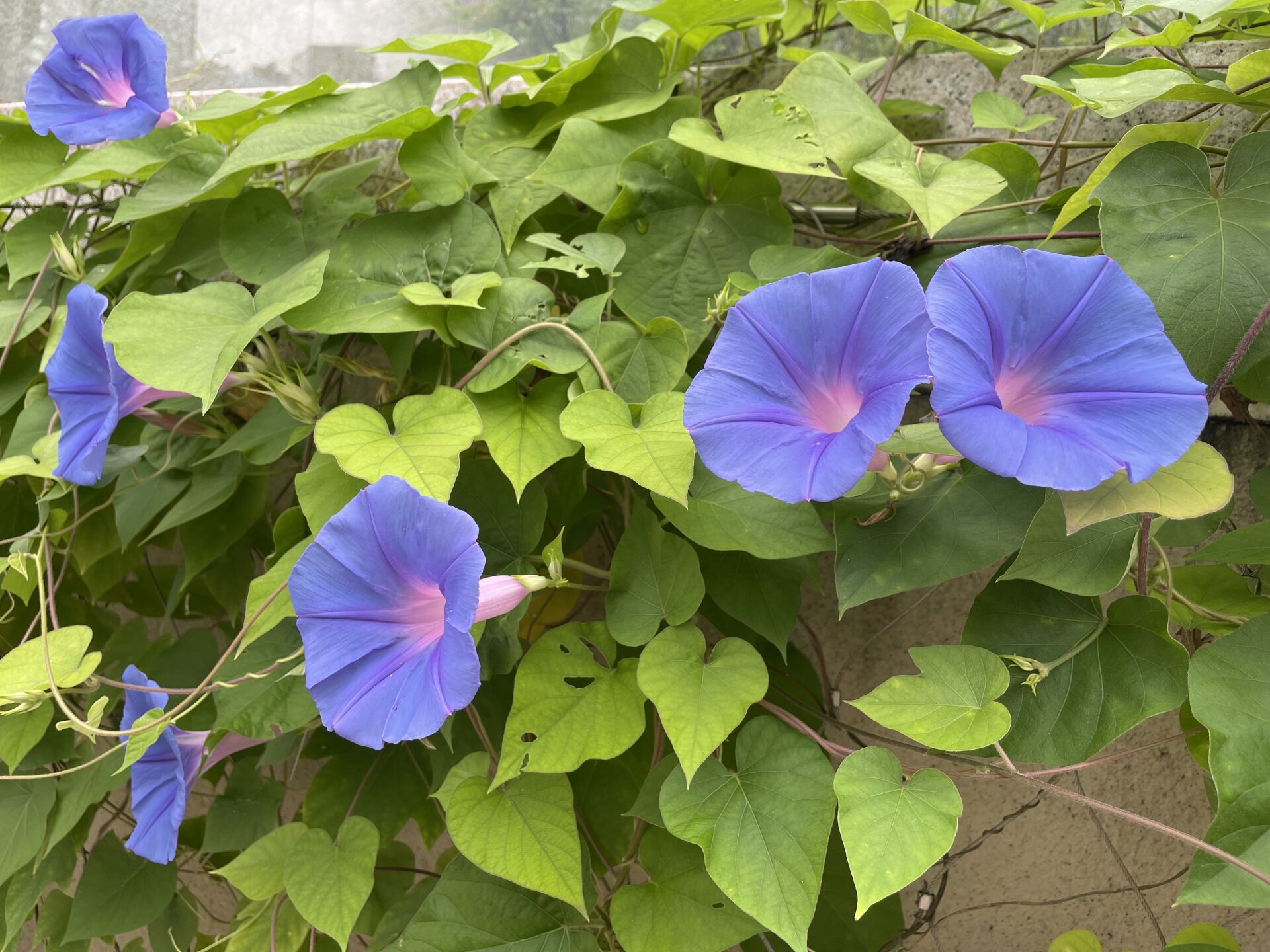 https://www.fa.gov.hk/牽牛花
