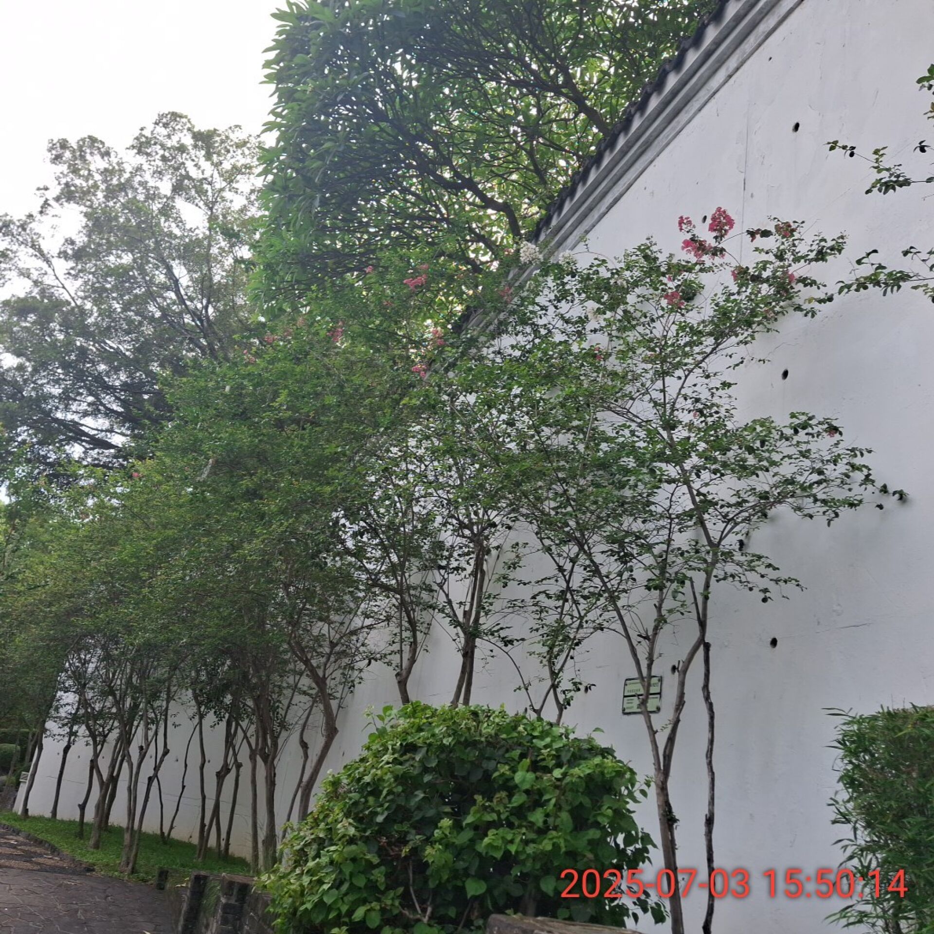 https://www.fa.gov.hk/紫薇