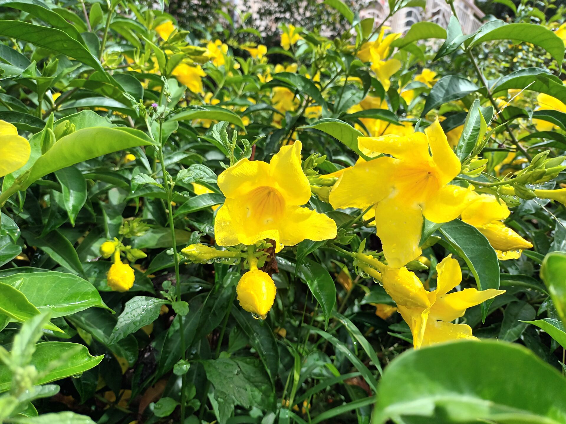 https://www.fa.gov.hk/多花黃蟬
