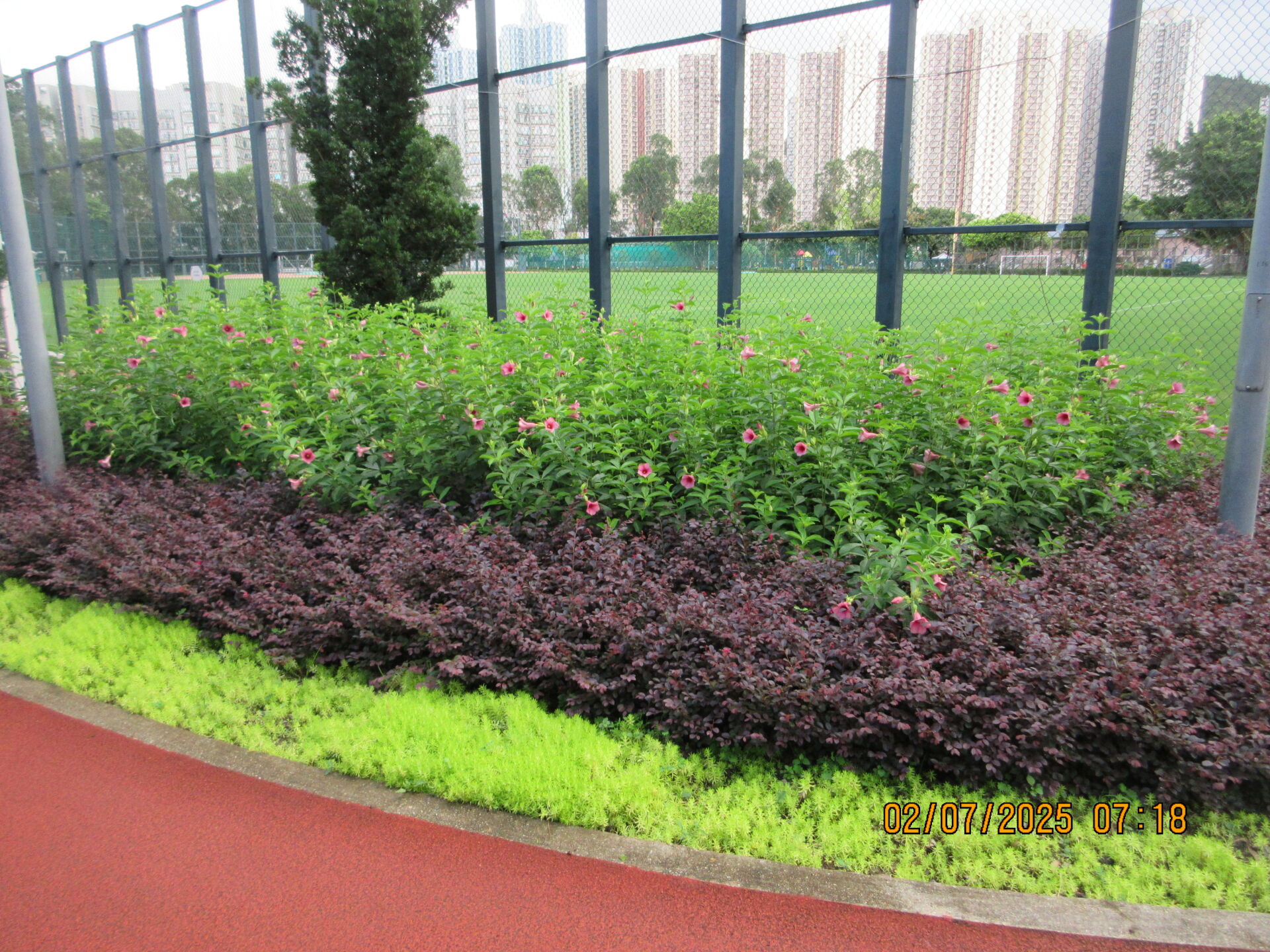 https://www.fa.gov.hk/紫蟬, 紅花檵木