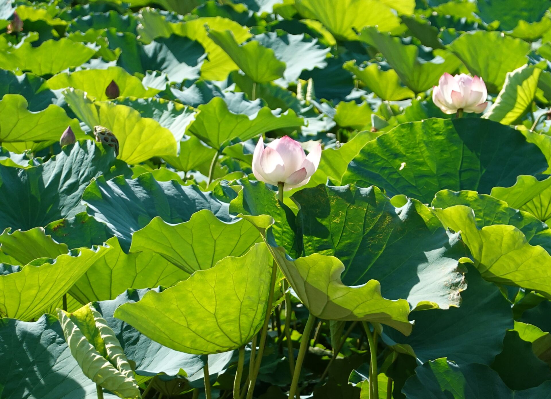 https://www.fa.gov.hk/荷花