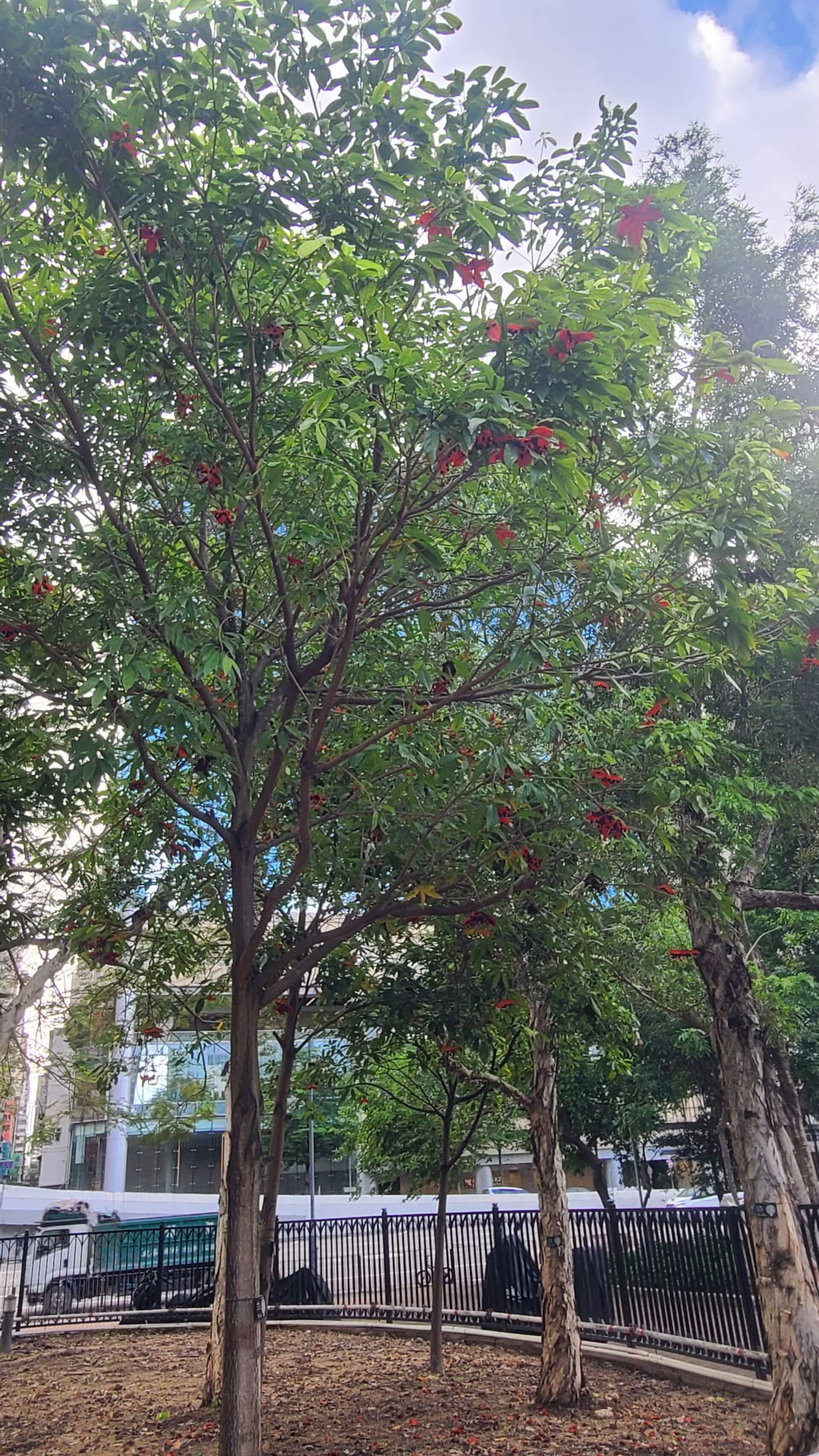 https://www.fa.gov.hk/假蘋婆