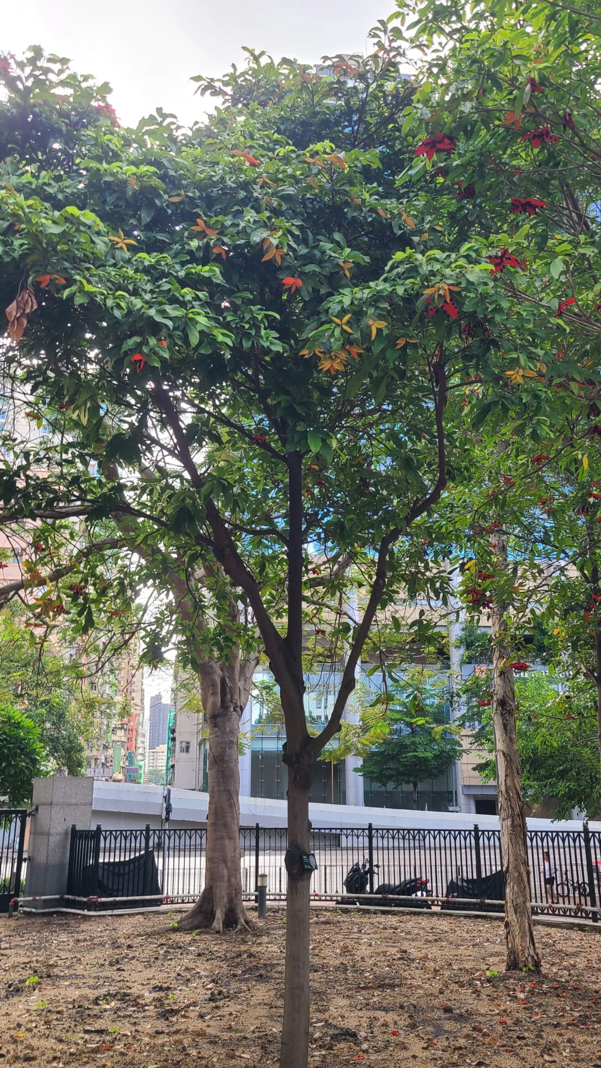 https://www.fa.gov.hk/假蘋婆