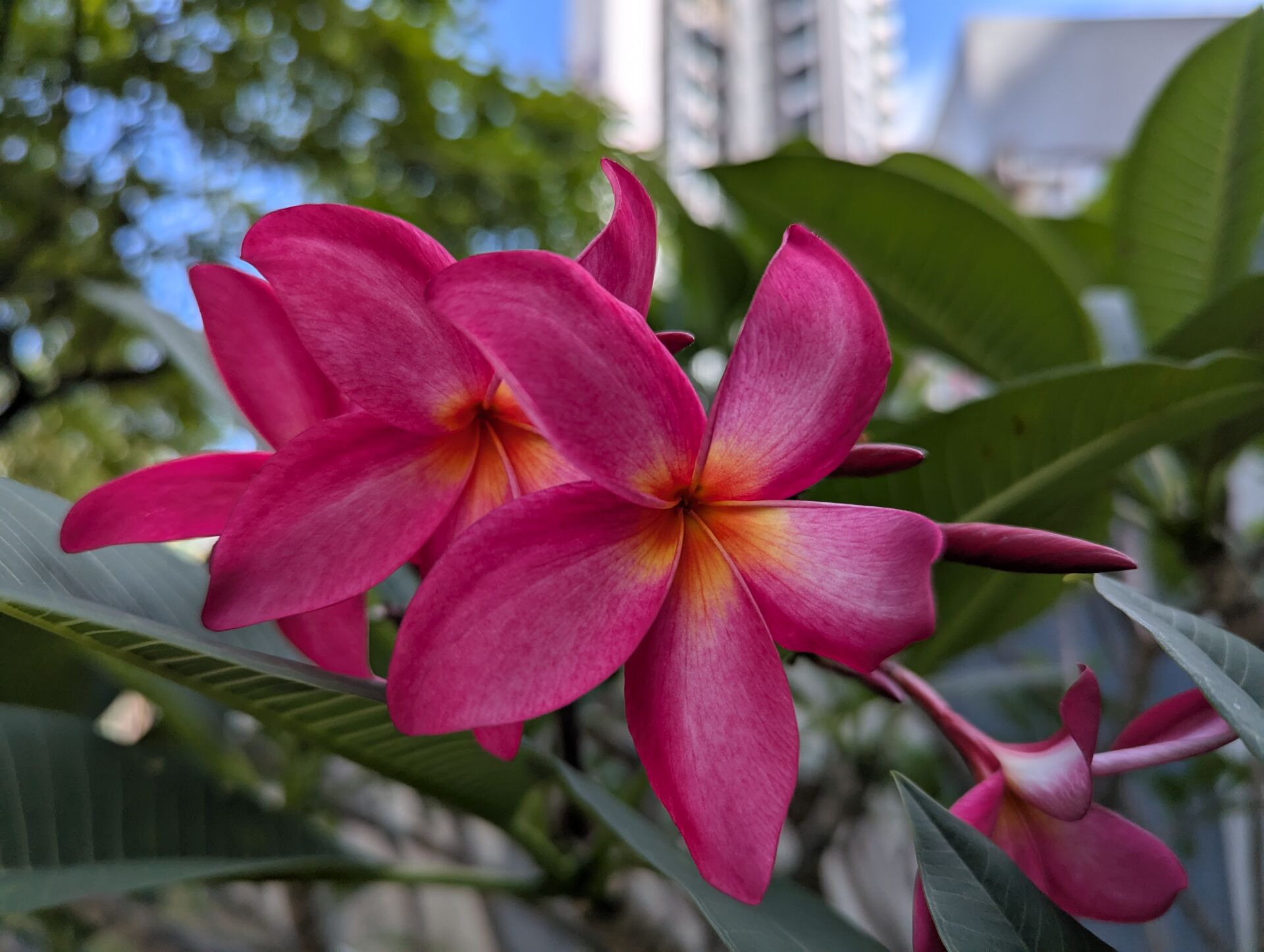 https://www.fa.gov.hk/紅雞蛋花