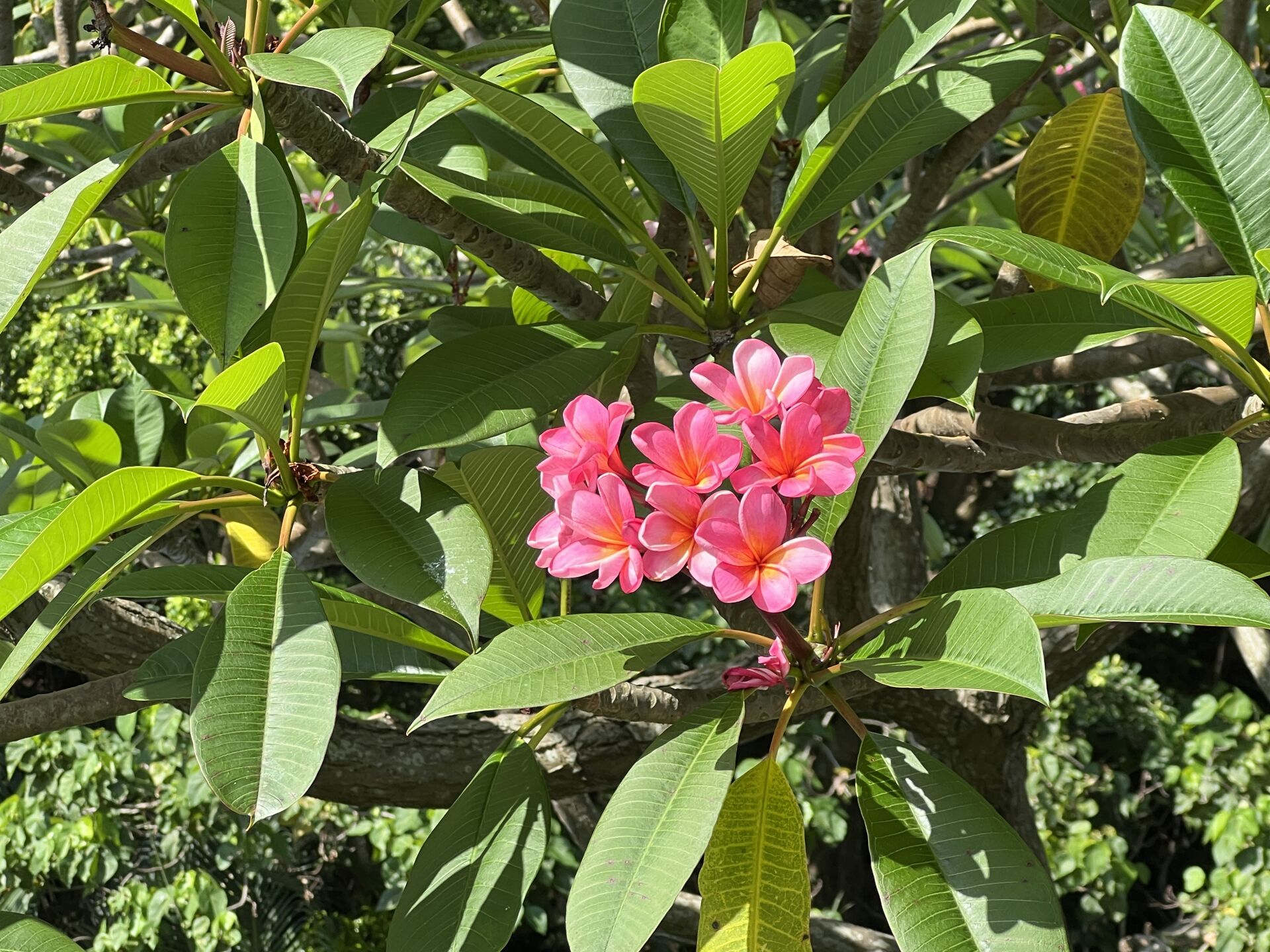 https://www.fa.gov.hk/紅雞蛋花