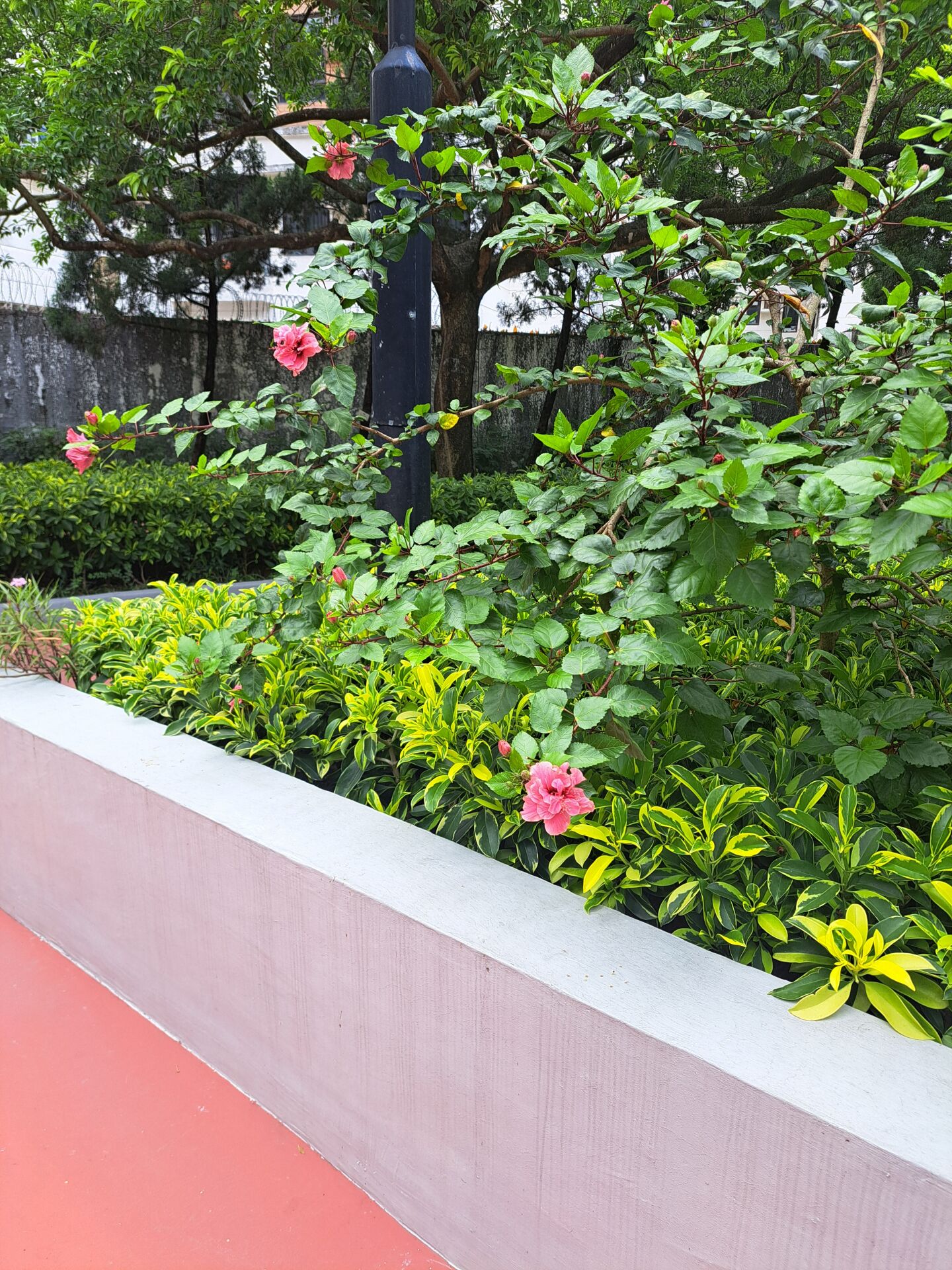 https://www.fa.gov.hk/朱槿(扶桑、大紅花)