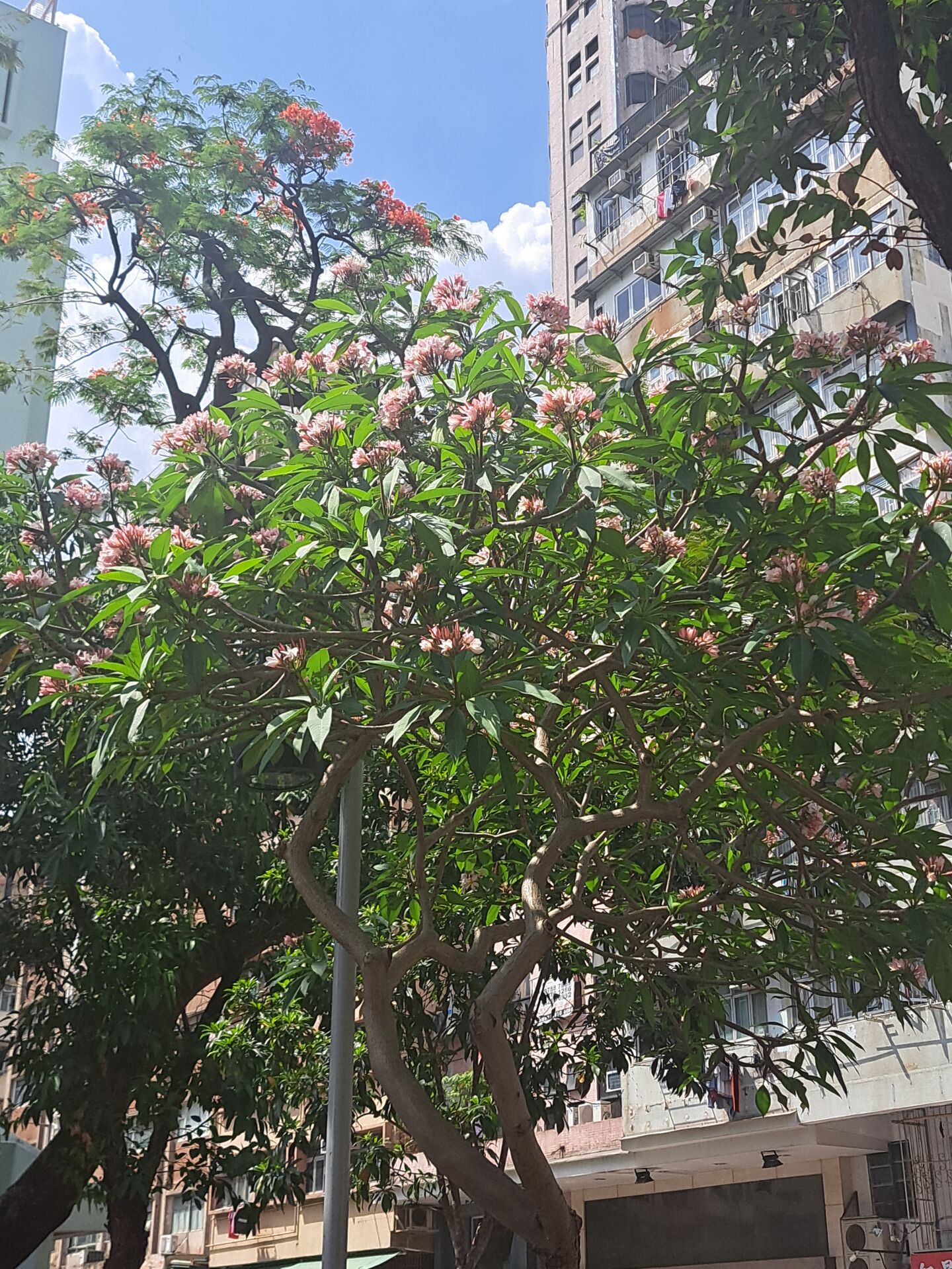 https://www.fa.gov.hk/雞蛋花