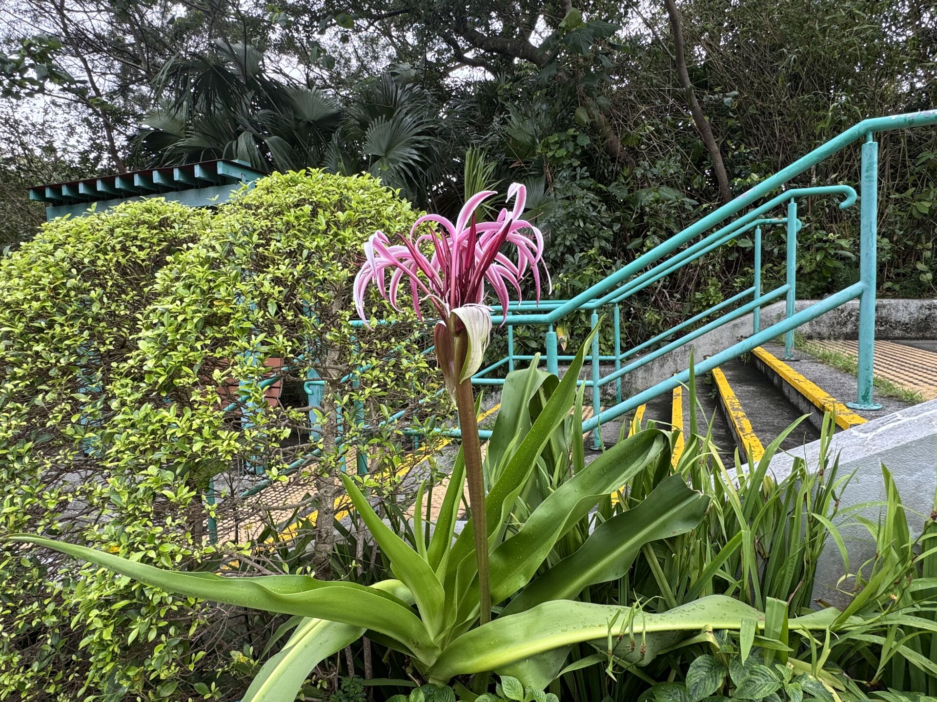 https://www.fa.gov.hk/紅花文殊蘭