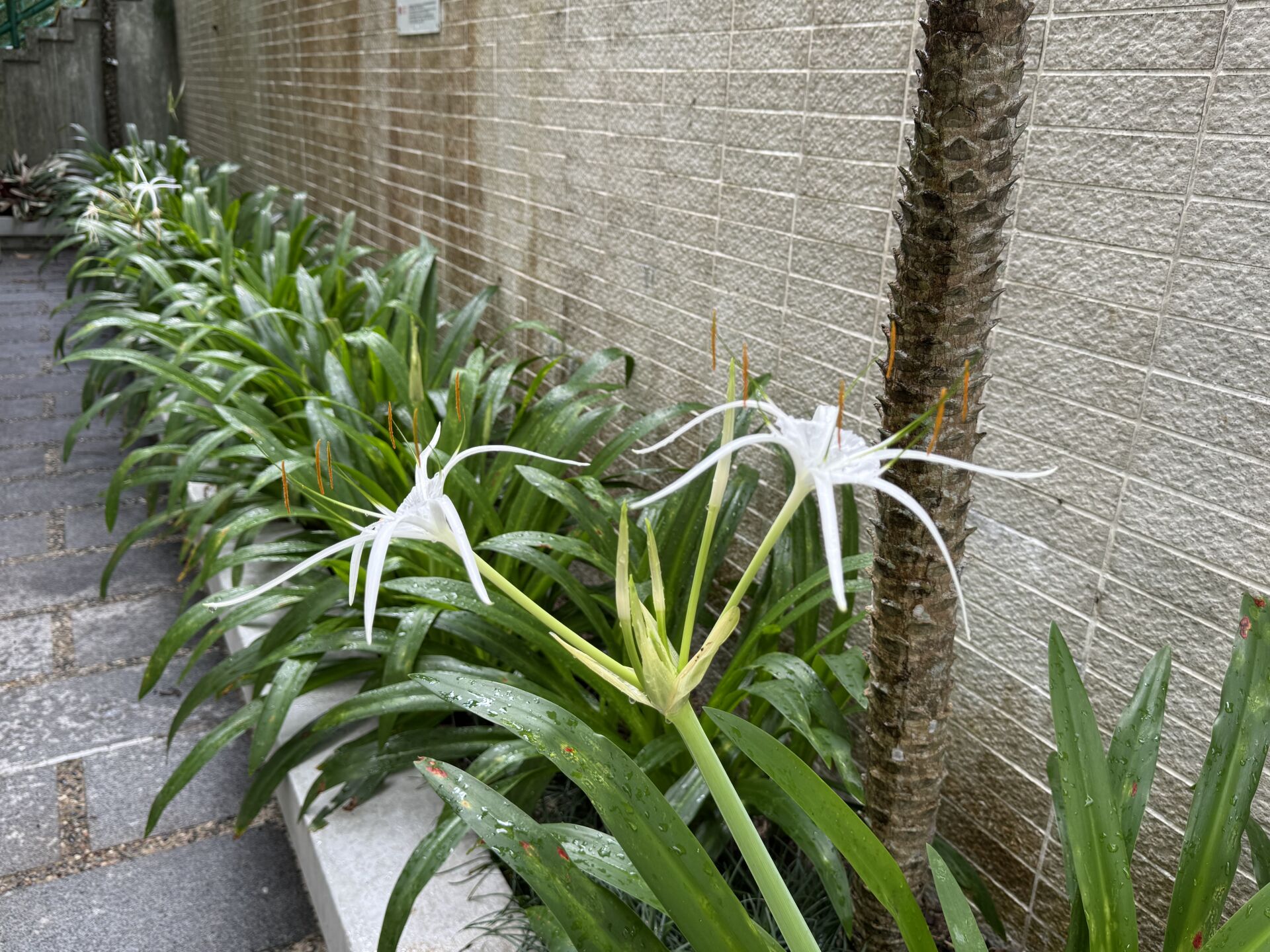 https://www.fa.gov.hk/蜘蛛蘭