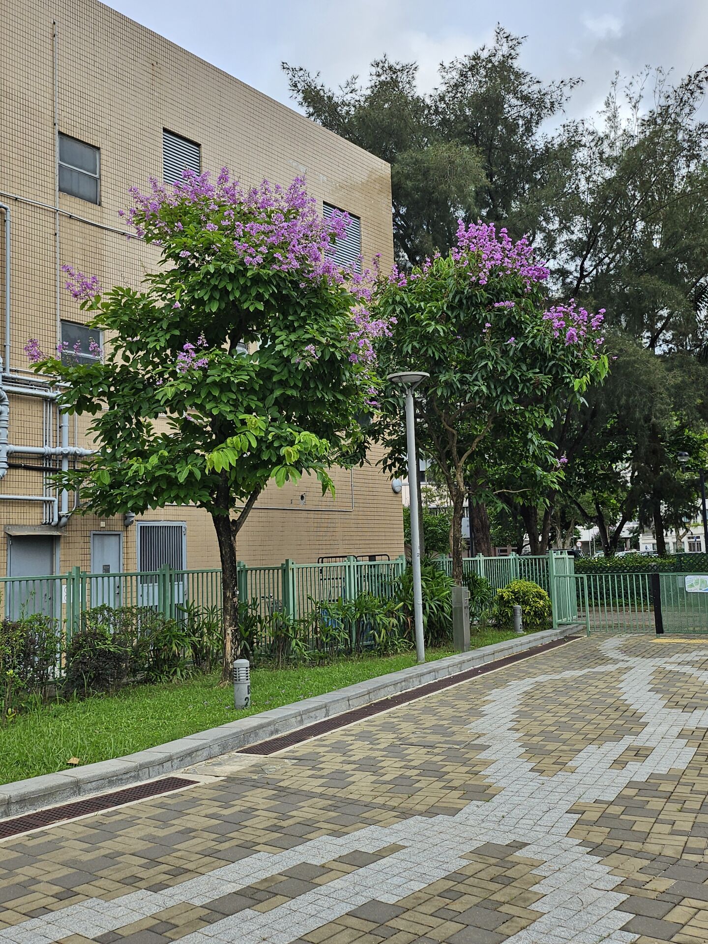 https://www.fa.gov.hk/大花紫薇