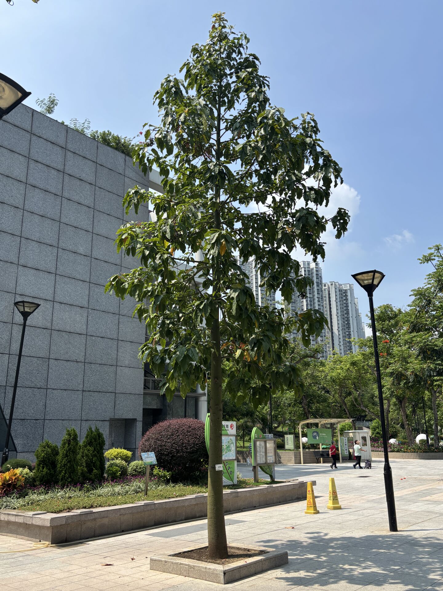 https://www.fa.gov.hk/槭葉蘋婆