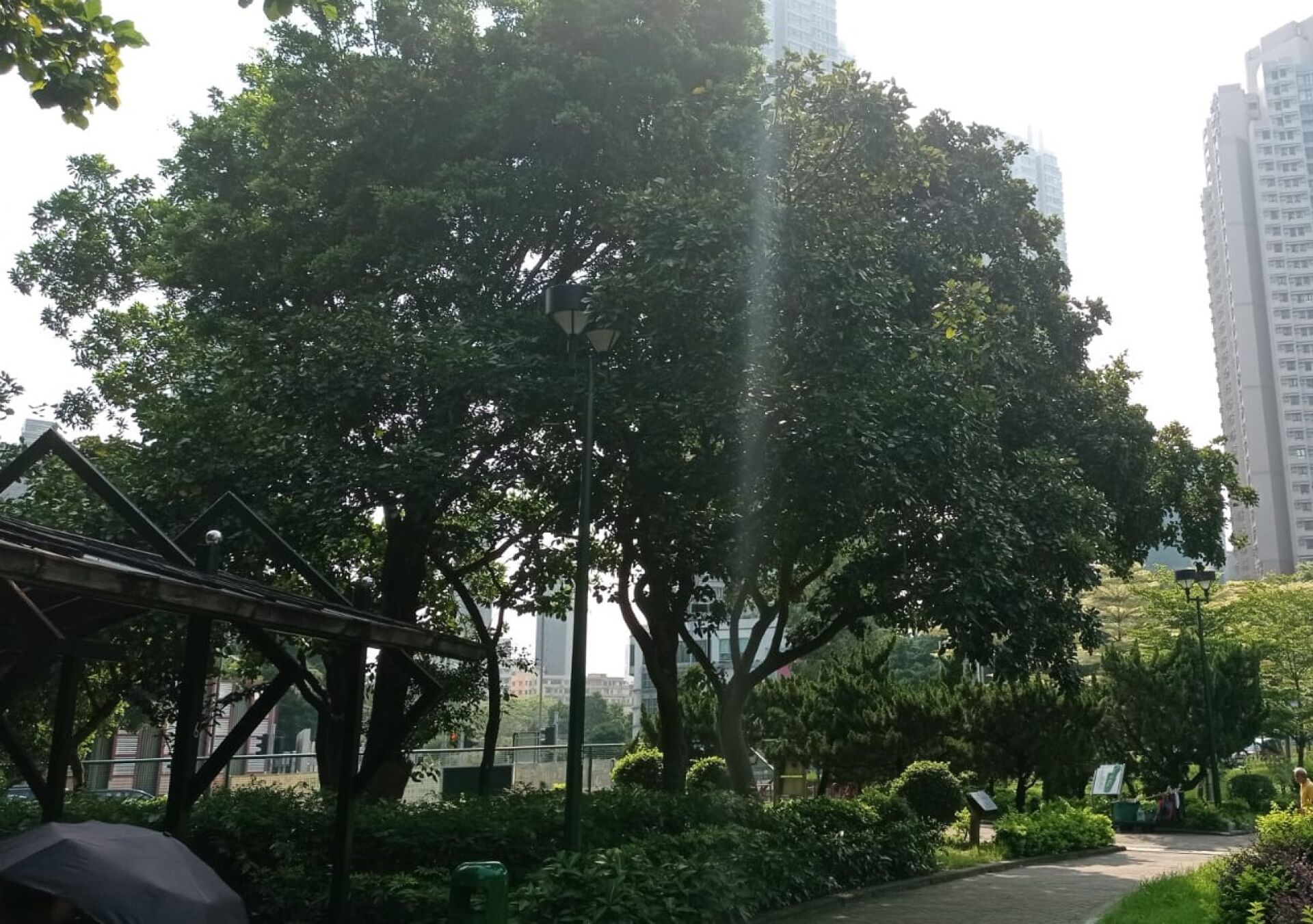 https://www.fa.gov.hk/水黃皮