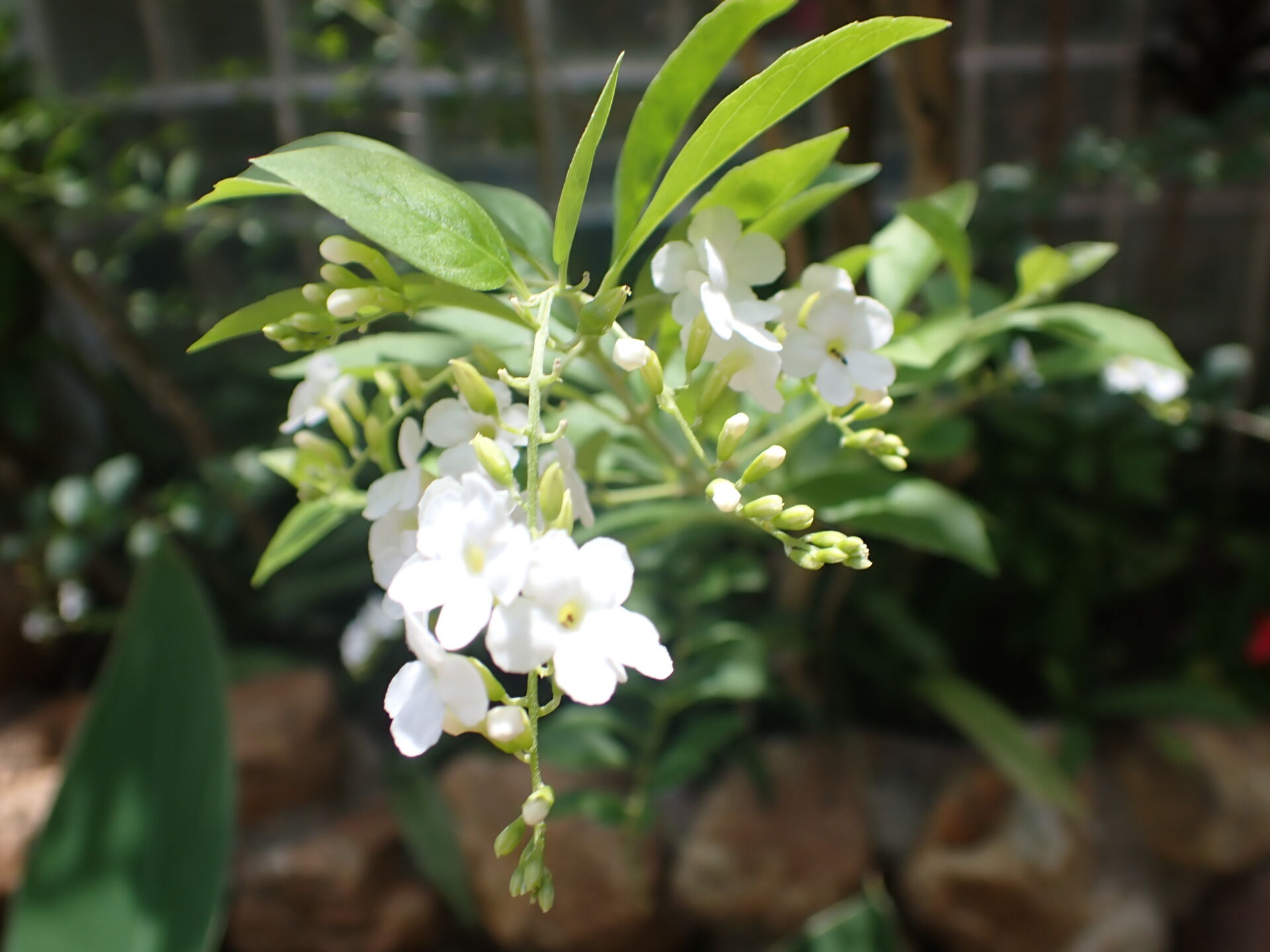 https://www.fa.gov.hk/白花金露花