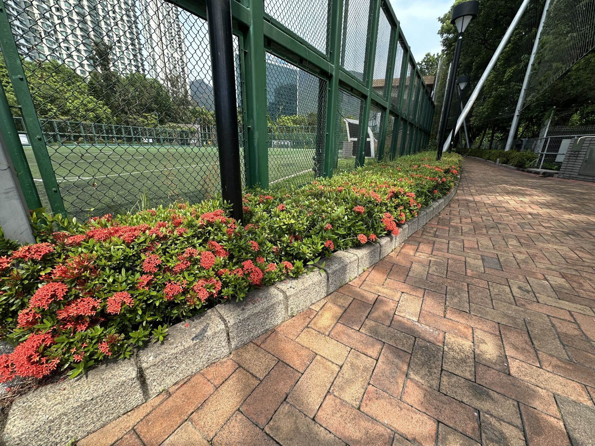 https://www.fa.gov.hk/細葉龍船花